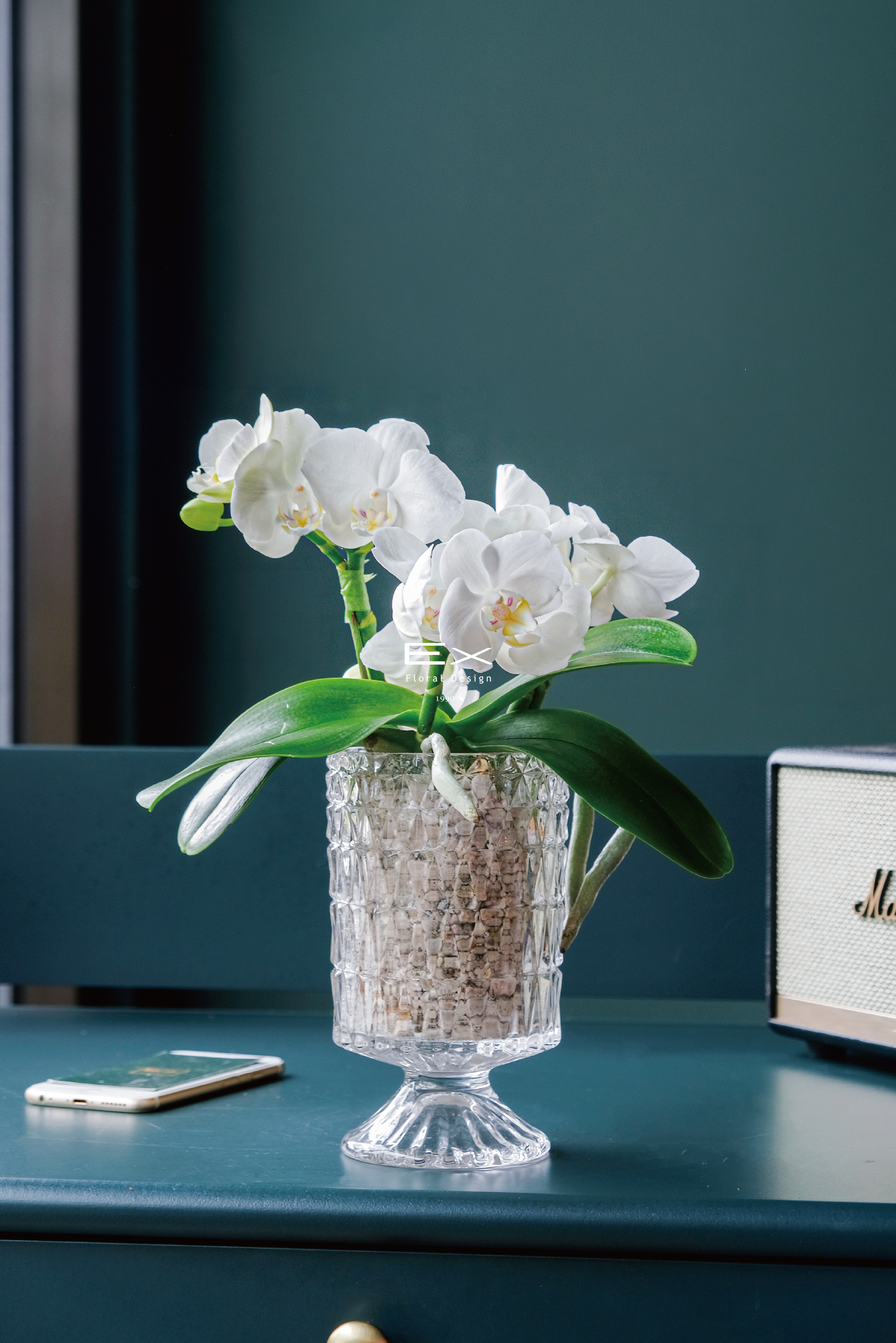 白璃光 Lumière Blanc｜蝴蝶蘭花禮