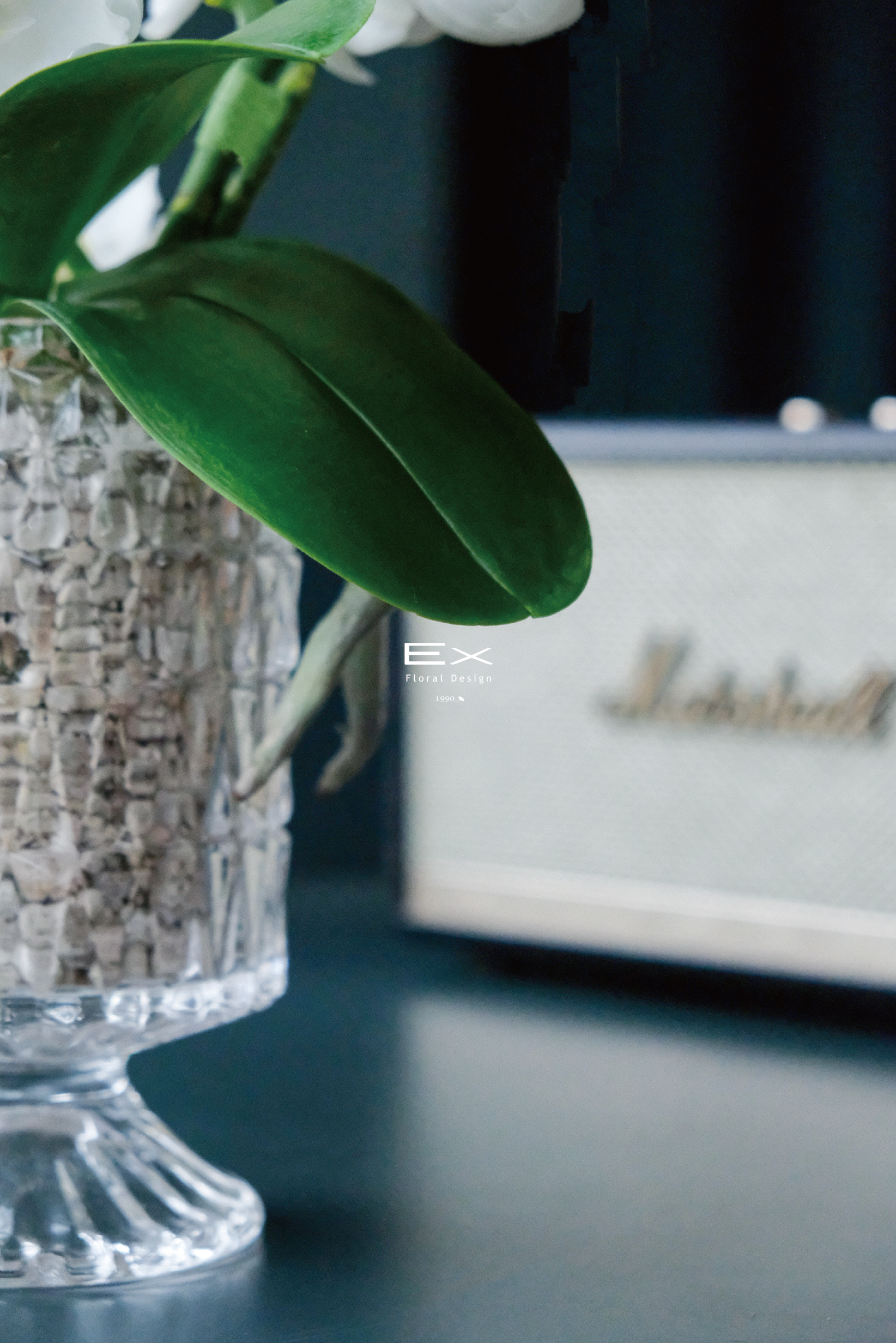 白璃光 Lumière Blanc｜蝴蝶蘭花禮