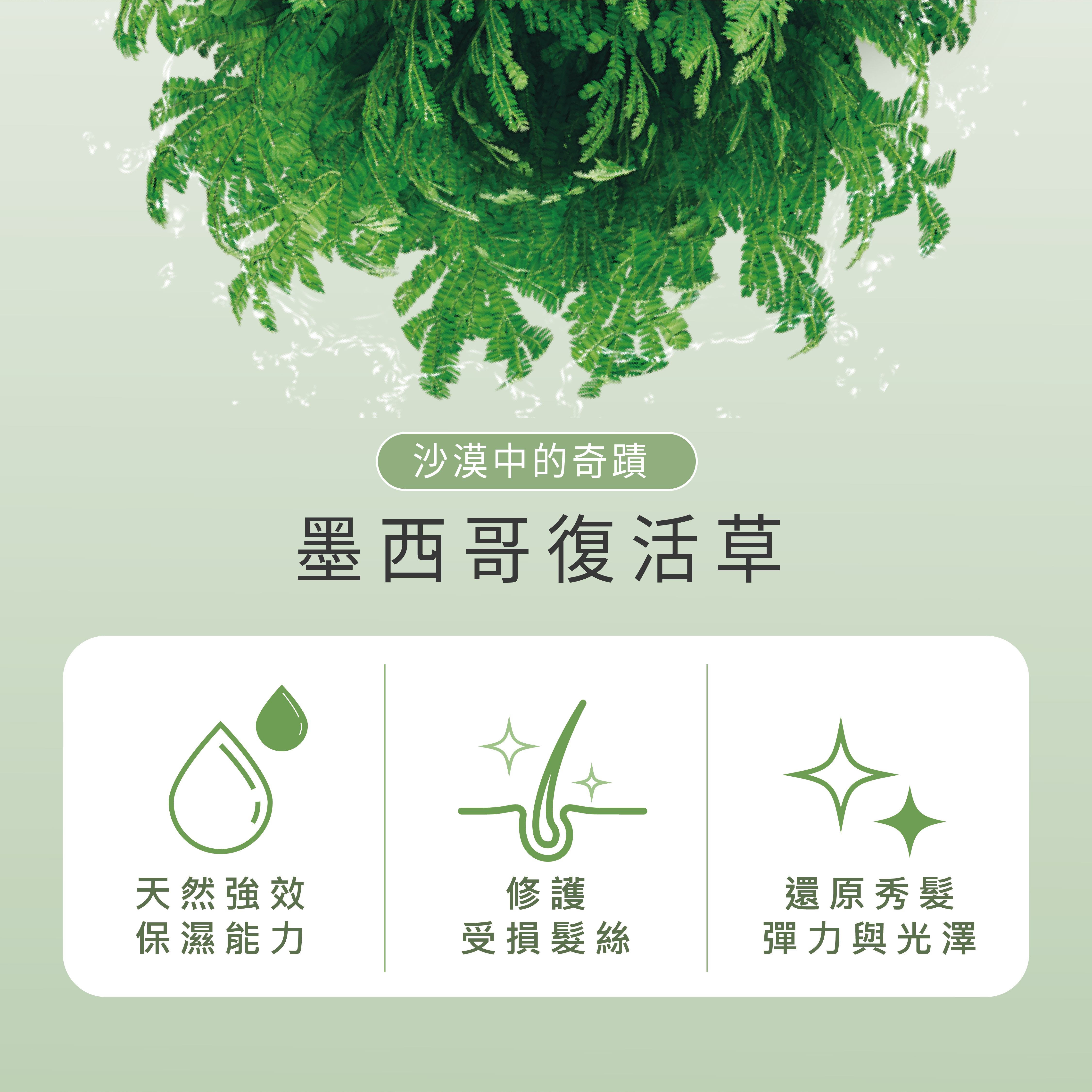 墨西哥復活草功效