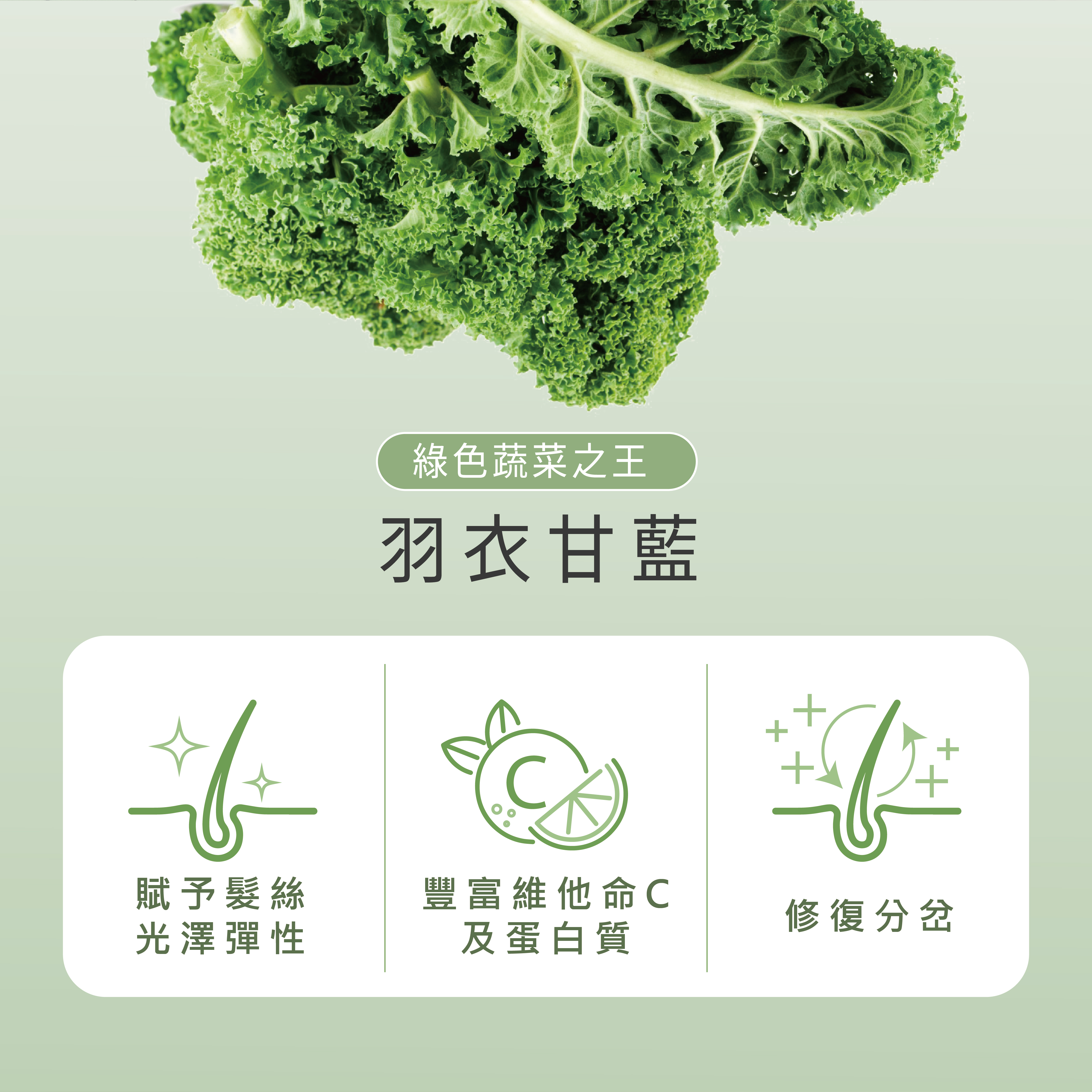 羽衣甘藍髮膜功效