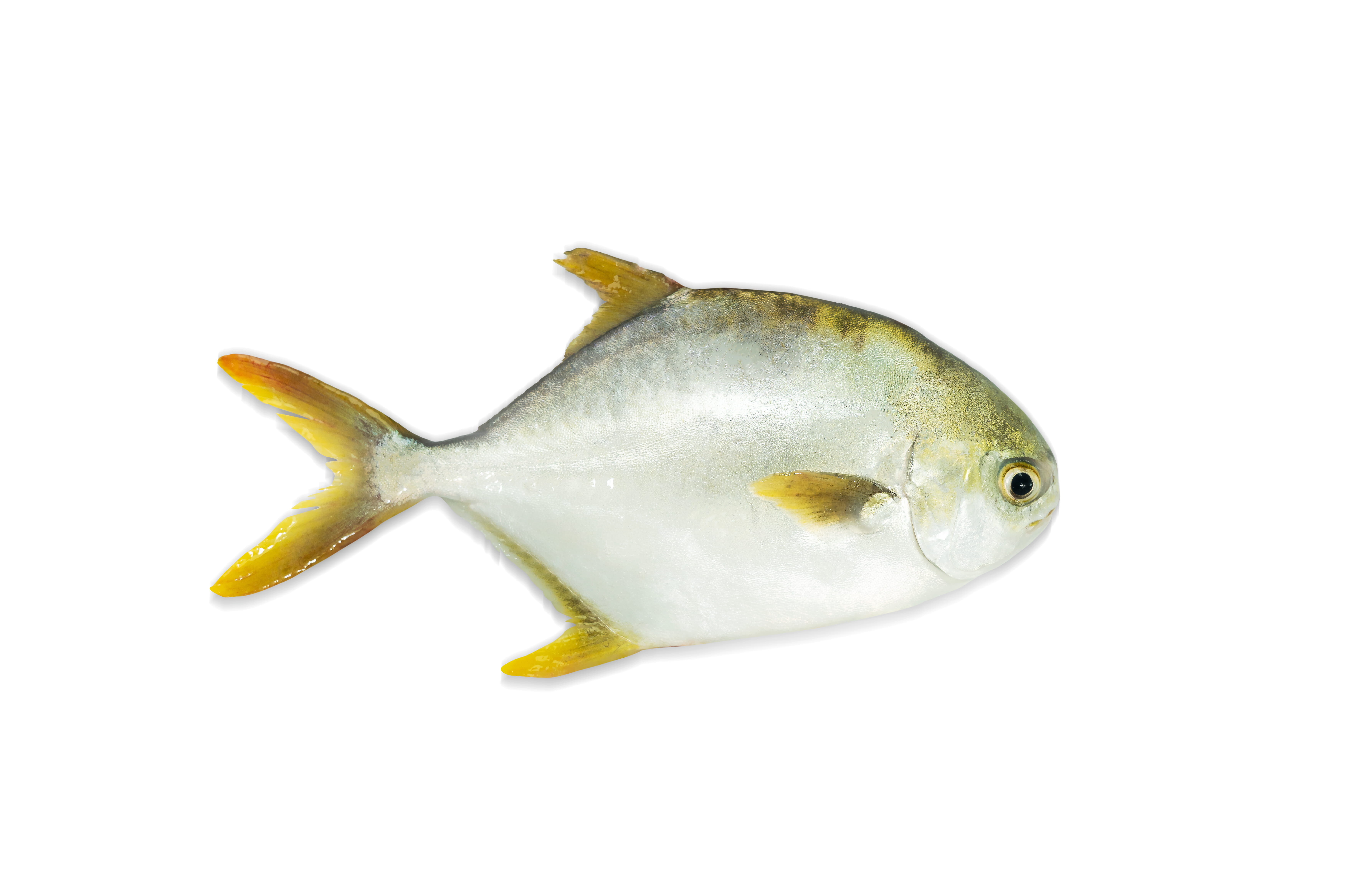 本地優質東龍黃立鯧 1條 300g (包)