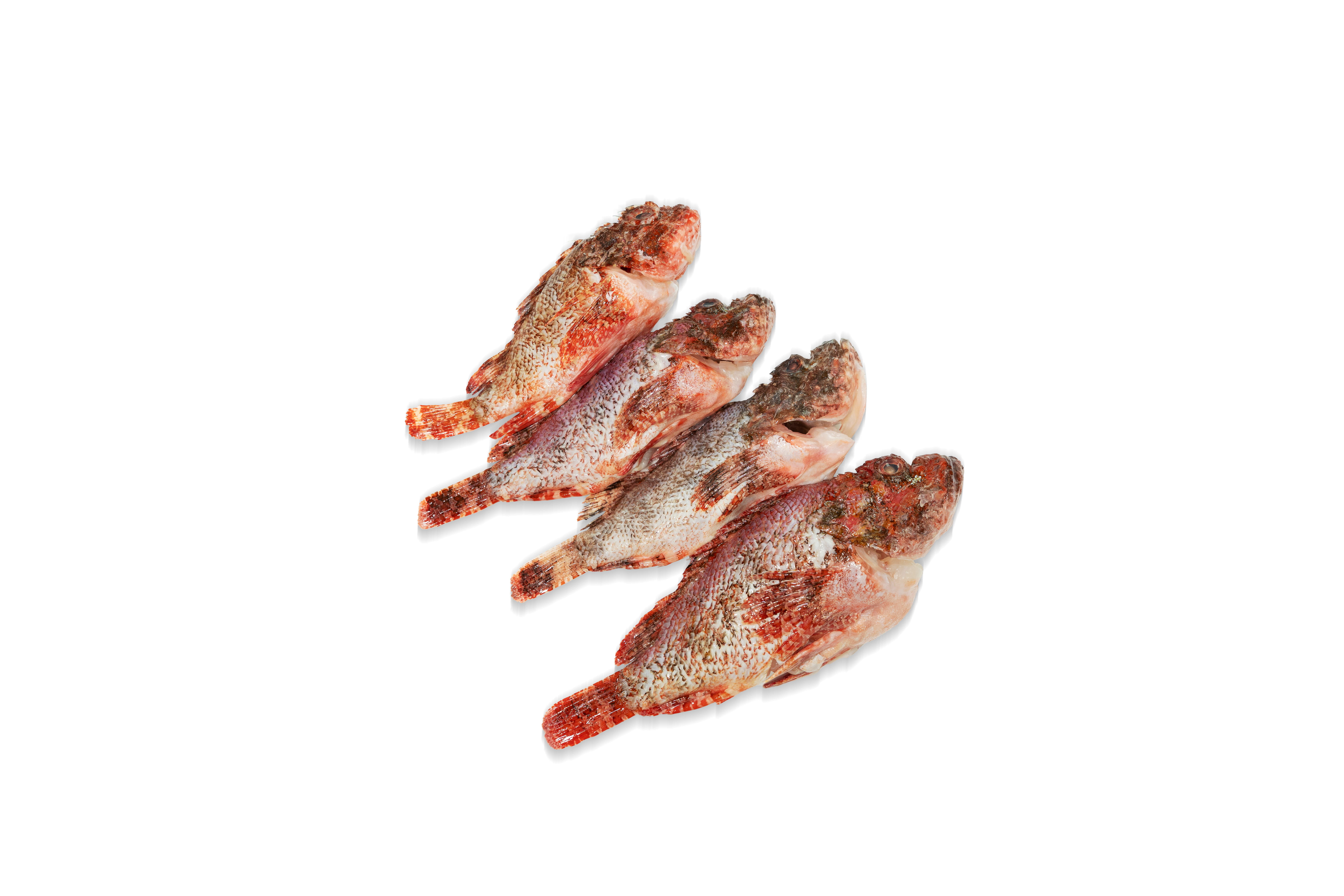 South China Sea IQF Scorpionfish 600g/pc