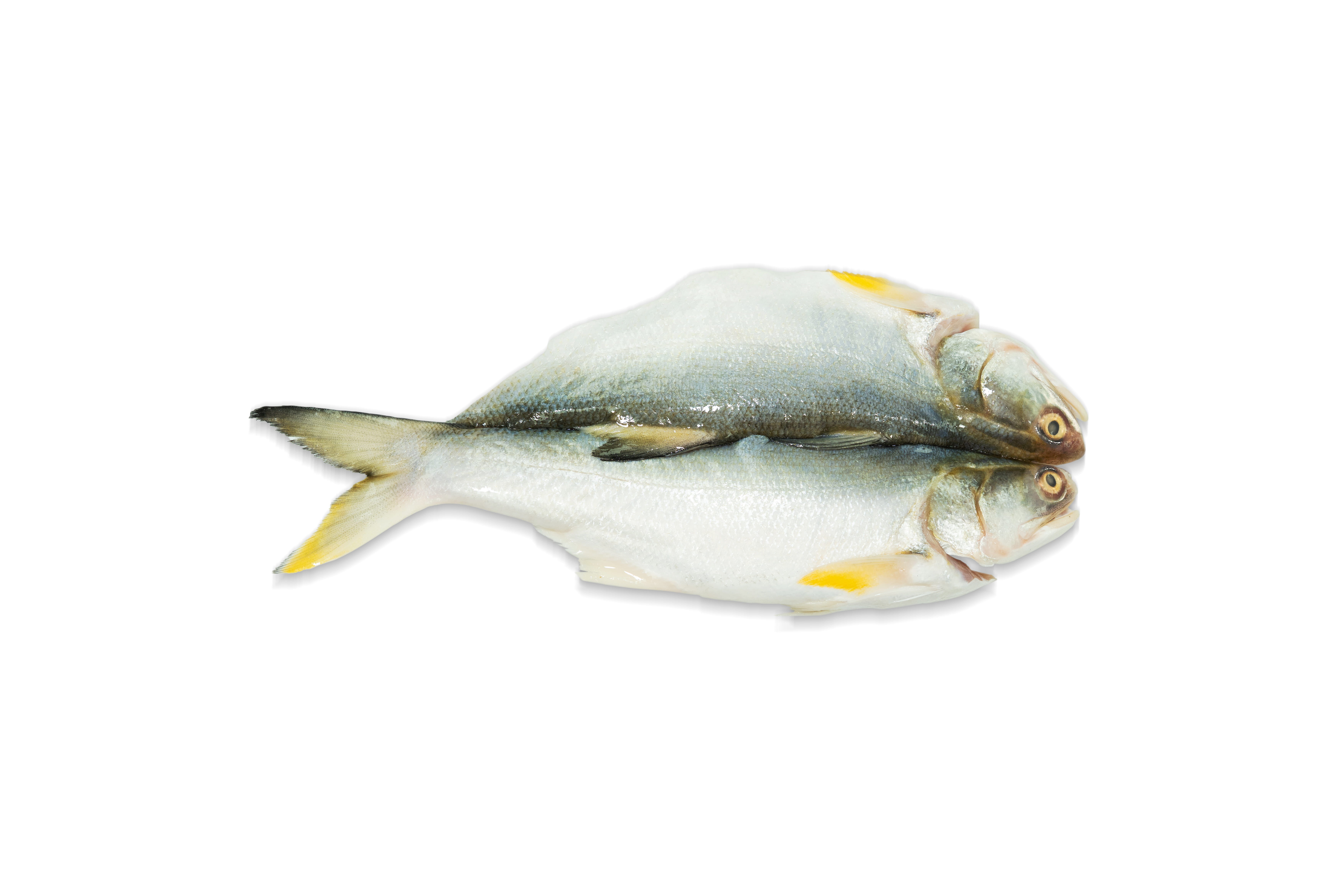 [FMO Made] Salted Yellow Croaker 1PC 250g