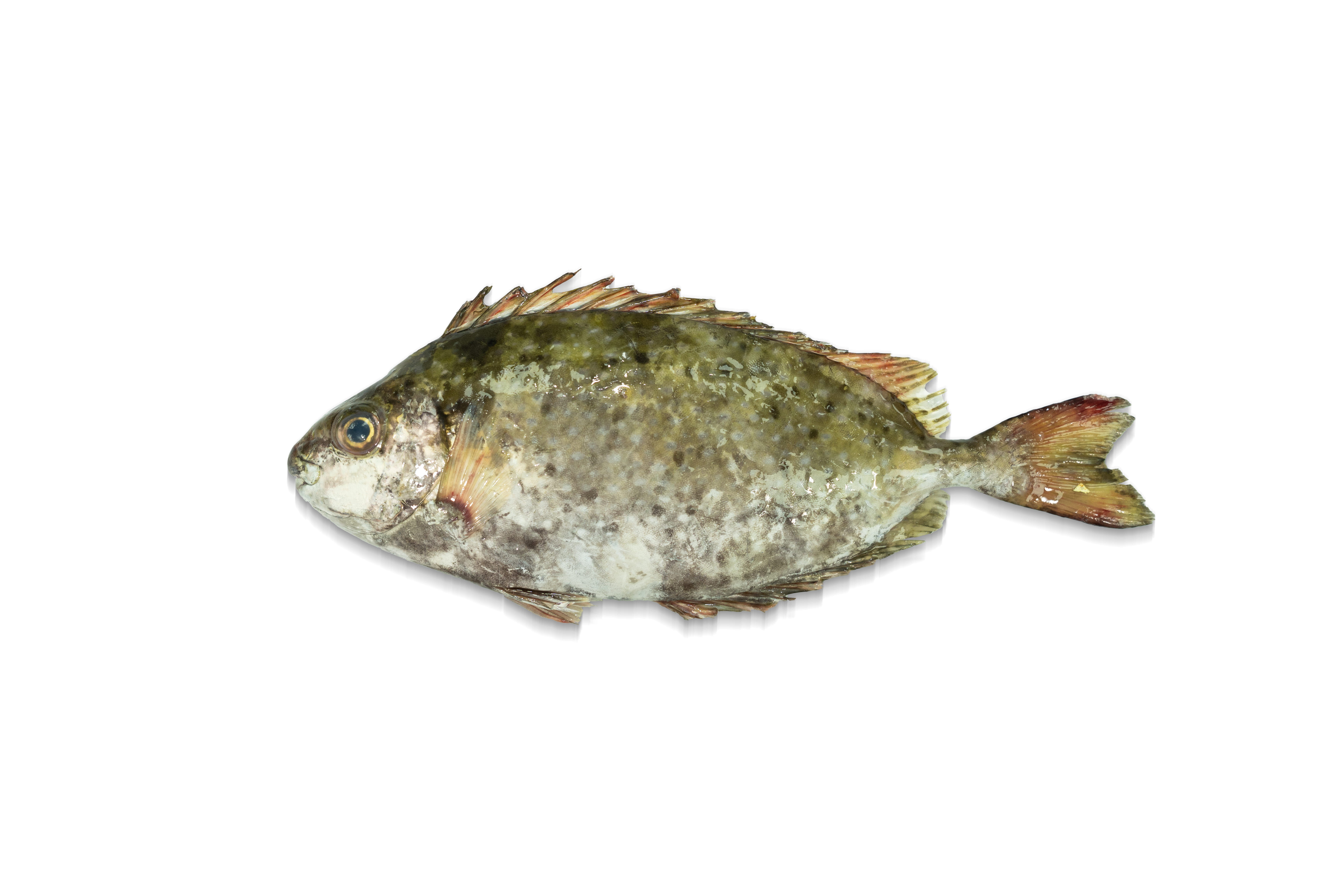 速凍 本地泥鯭 多條裝 600g 3 至 5 條