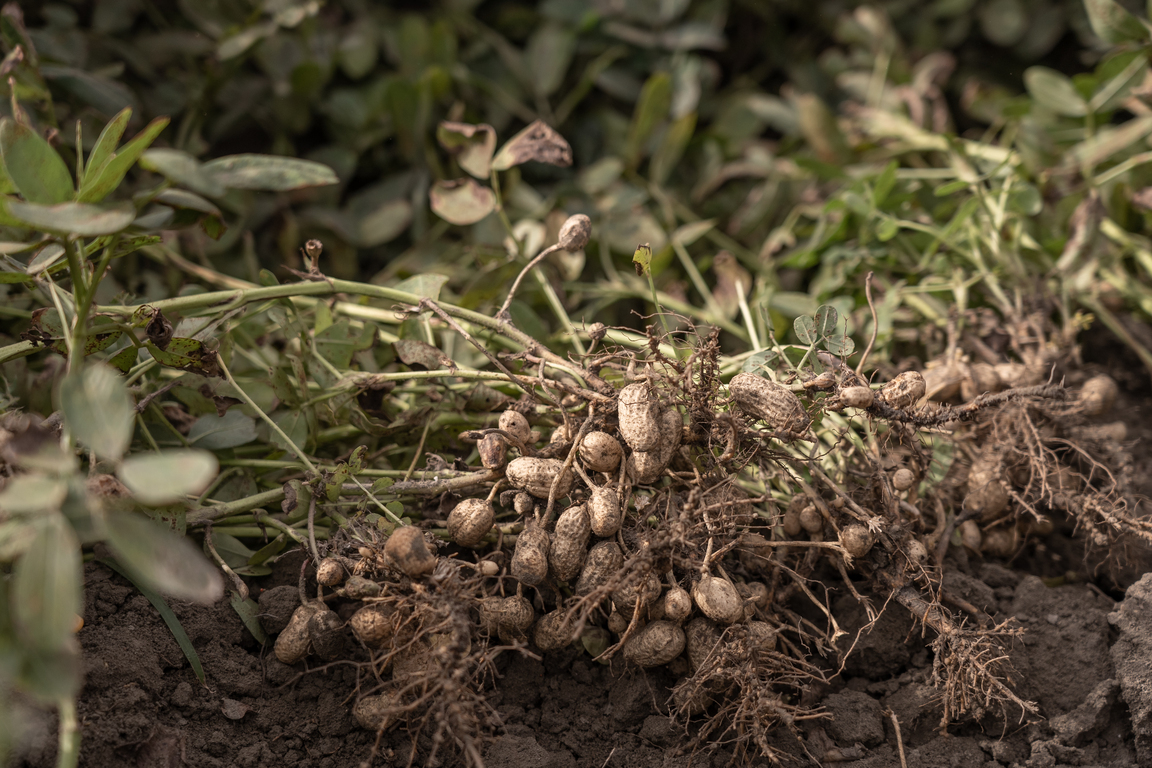 契作土地與花生