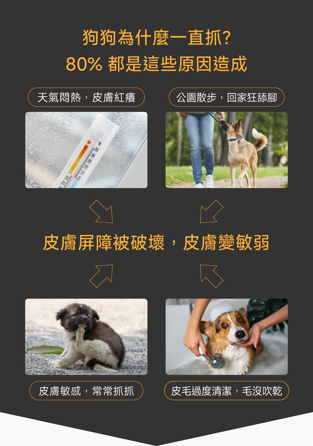 PetWell 沛威｜專效保健-膚健康PRO 狗狗專用 (30包/盒)