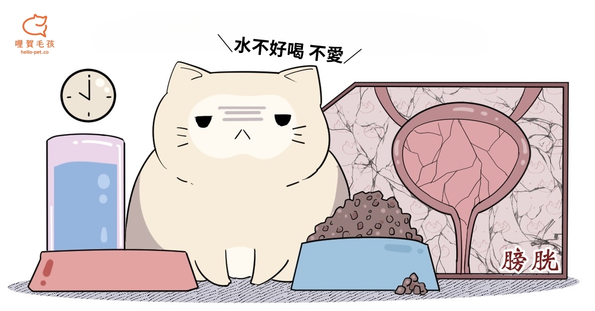 貓咪不愛喝水