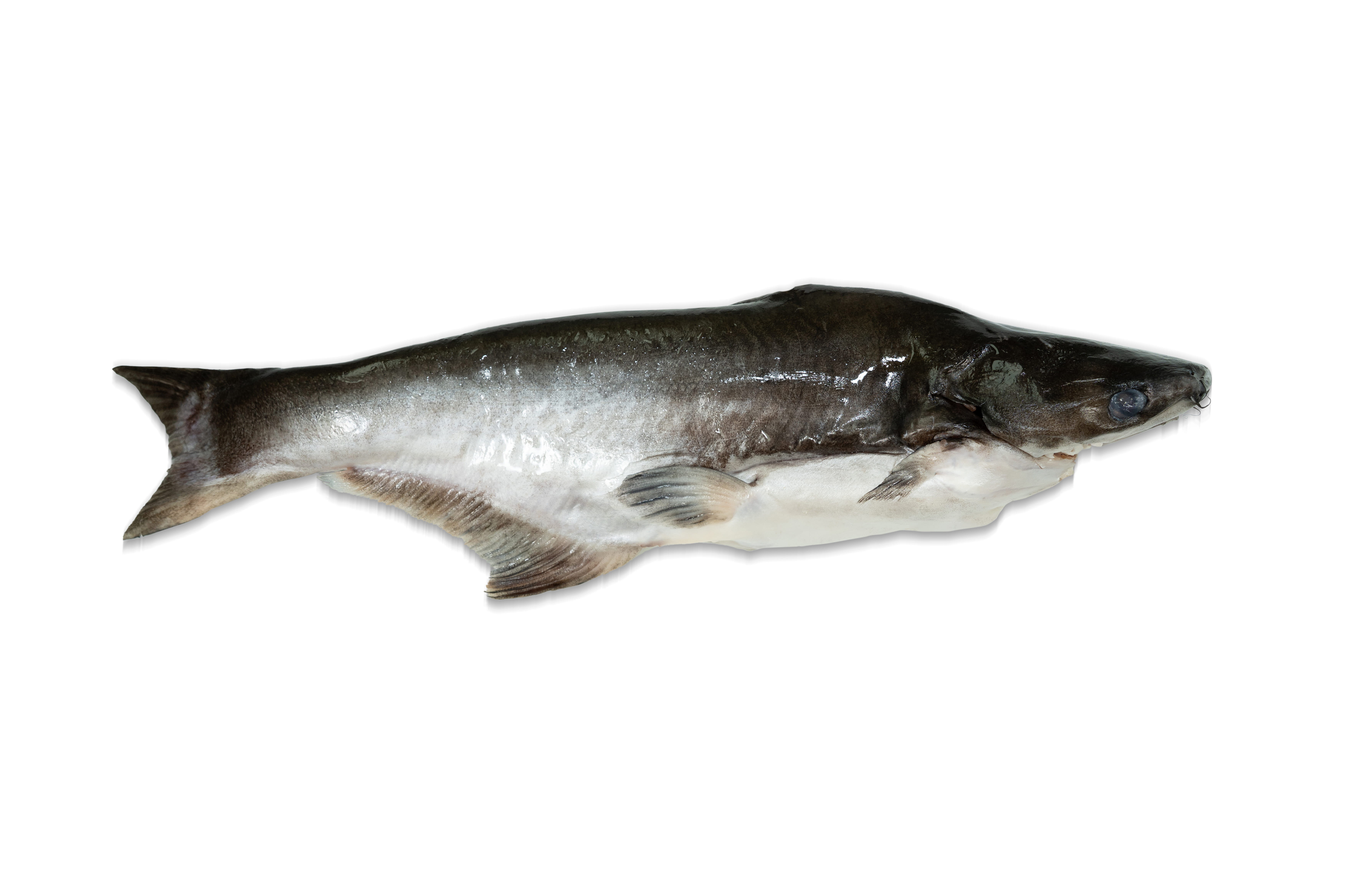 速凍本地巴丁魚 500g/條