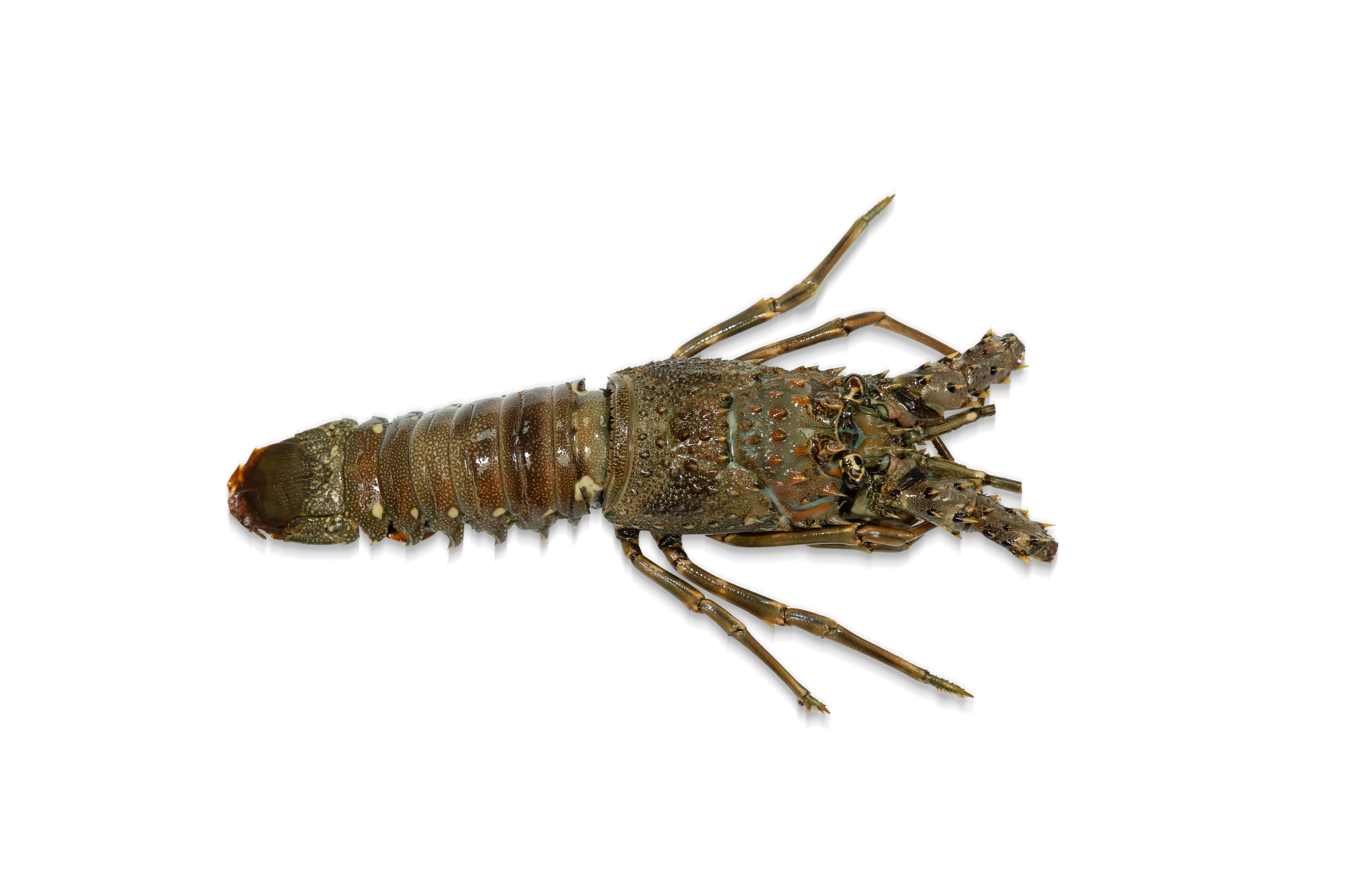 速凍本地優質青龍蝦 230g