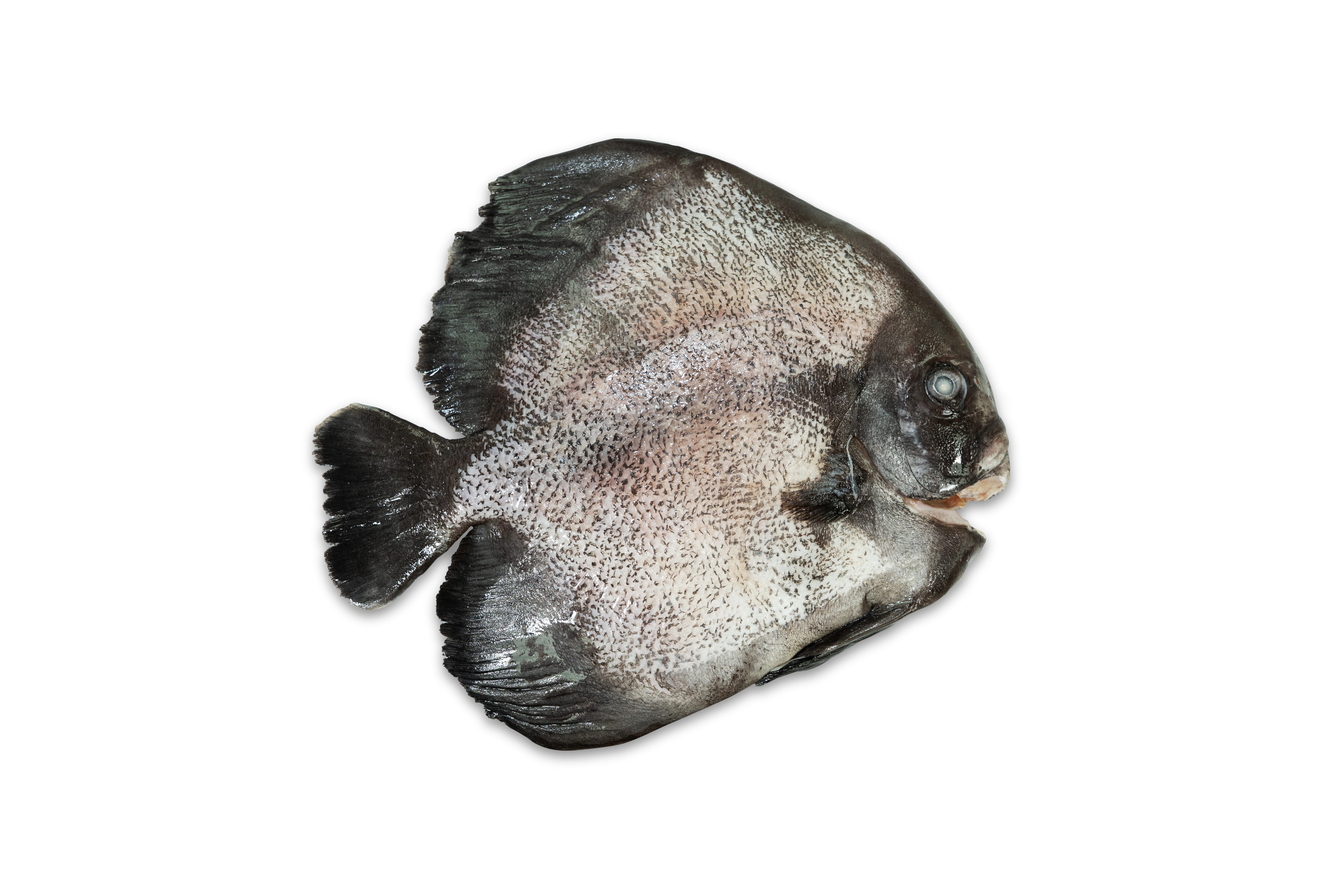 本地漁菜直銷專區：黃綽君魚場 - 本地速凍優質石䱽魚 700g