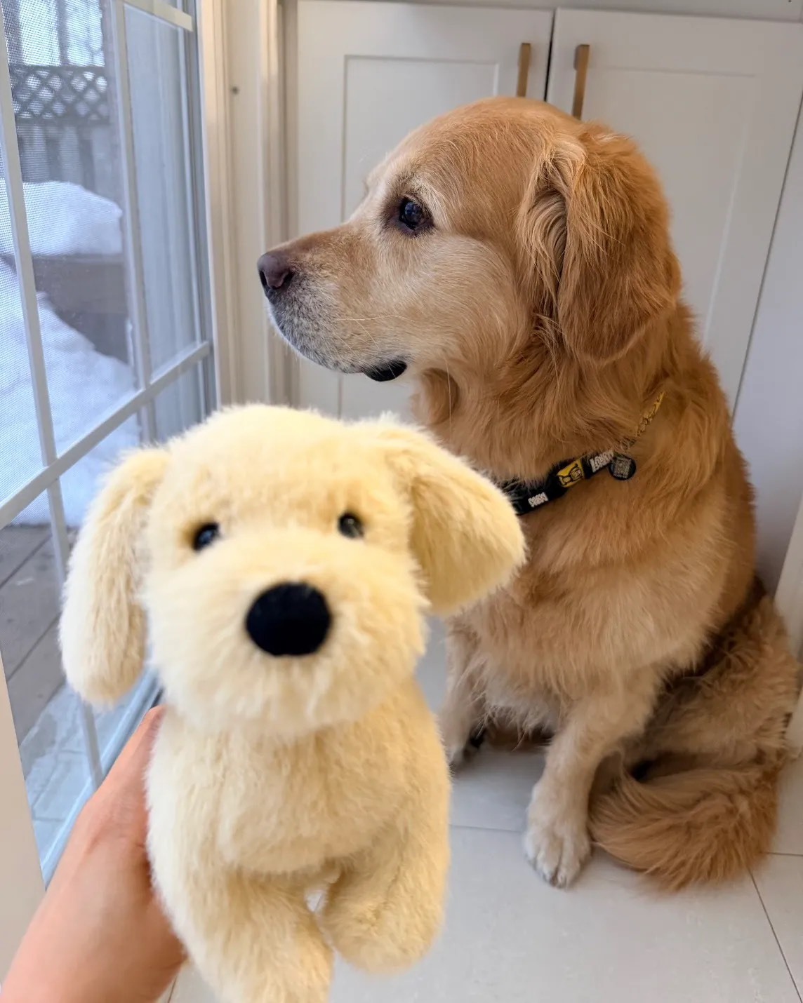 新品上市 JELLYCAT 黃金獵犬 小金毛 毛絨公仔