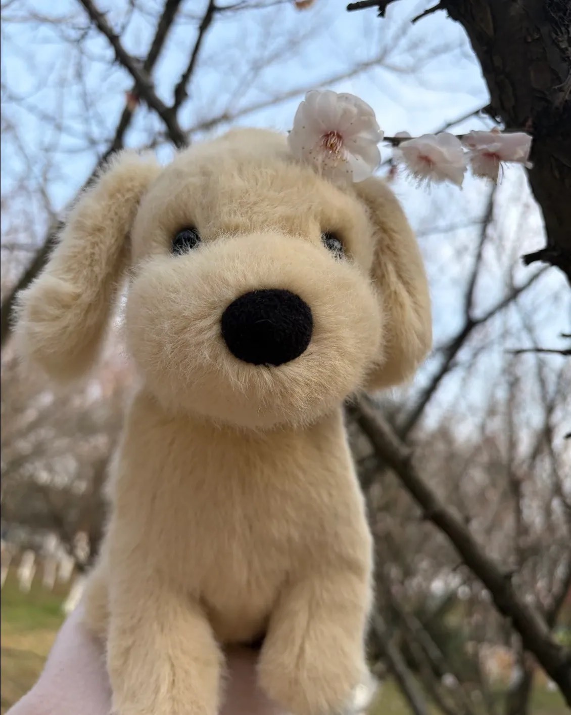新品上市 JELLYCAT 黃金獵犬 小金毛 毛絨公仔