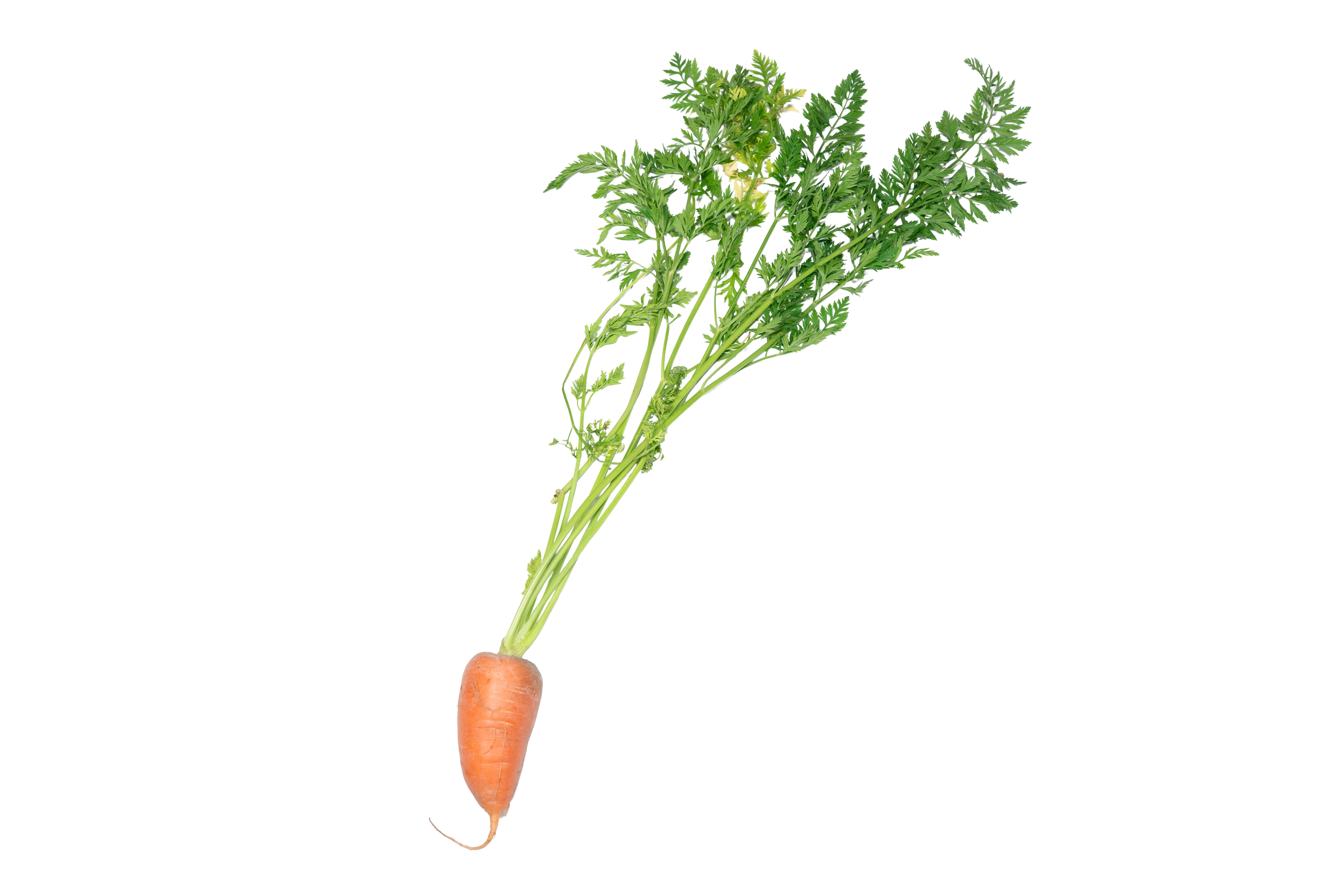 本地有機甘筍/小甘筍(包)