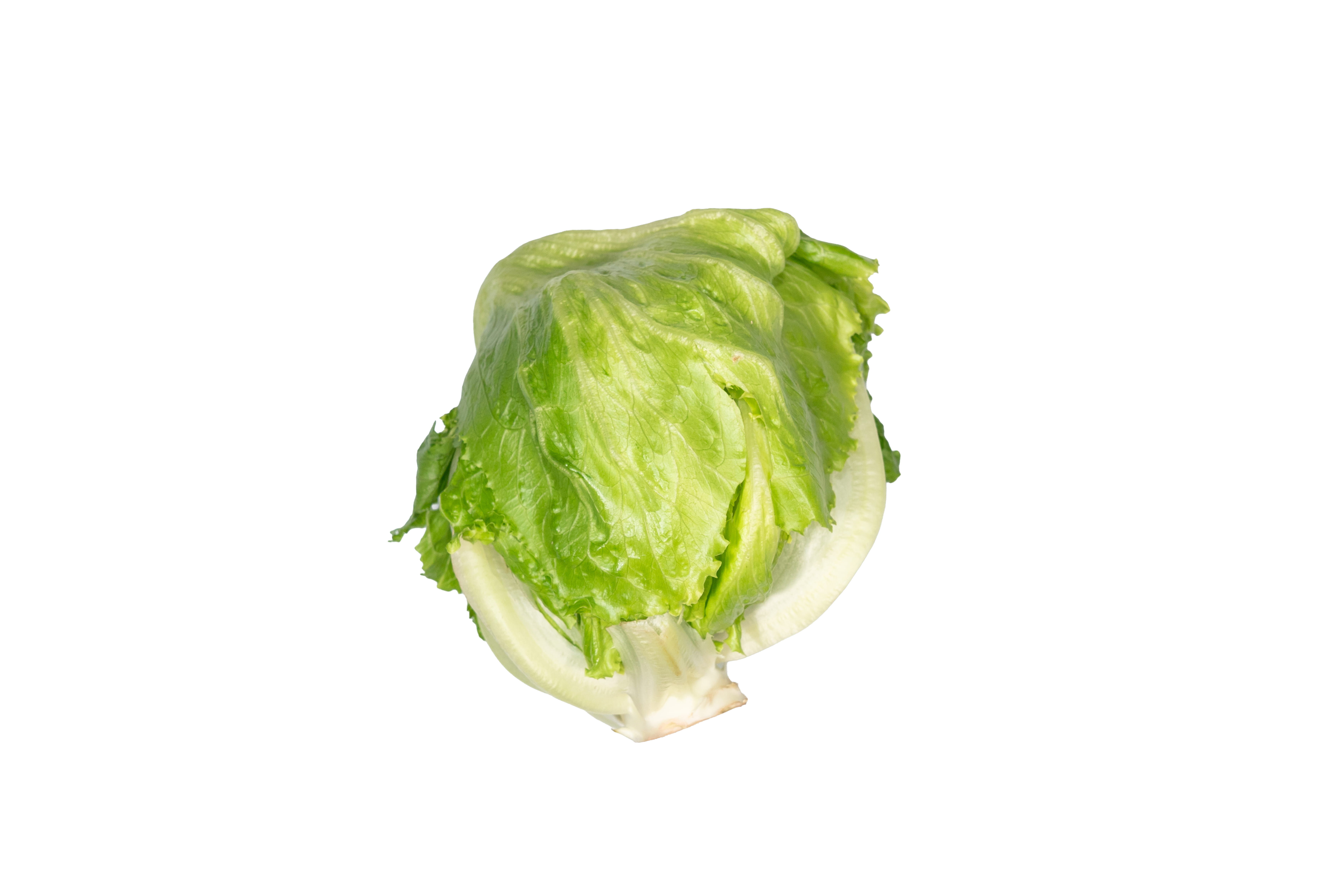 本地有機西生菜 (斤)