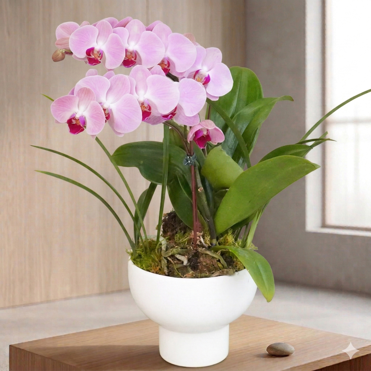 粉色蘭花,蘭花盆栽推薦,市內蘭花推薦,蘭花外送推薦台北,蝴蝶蘭盆栽推薦