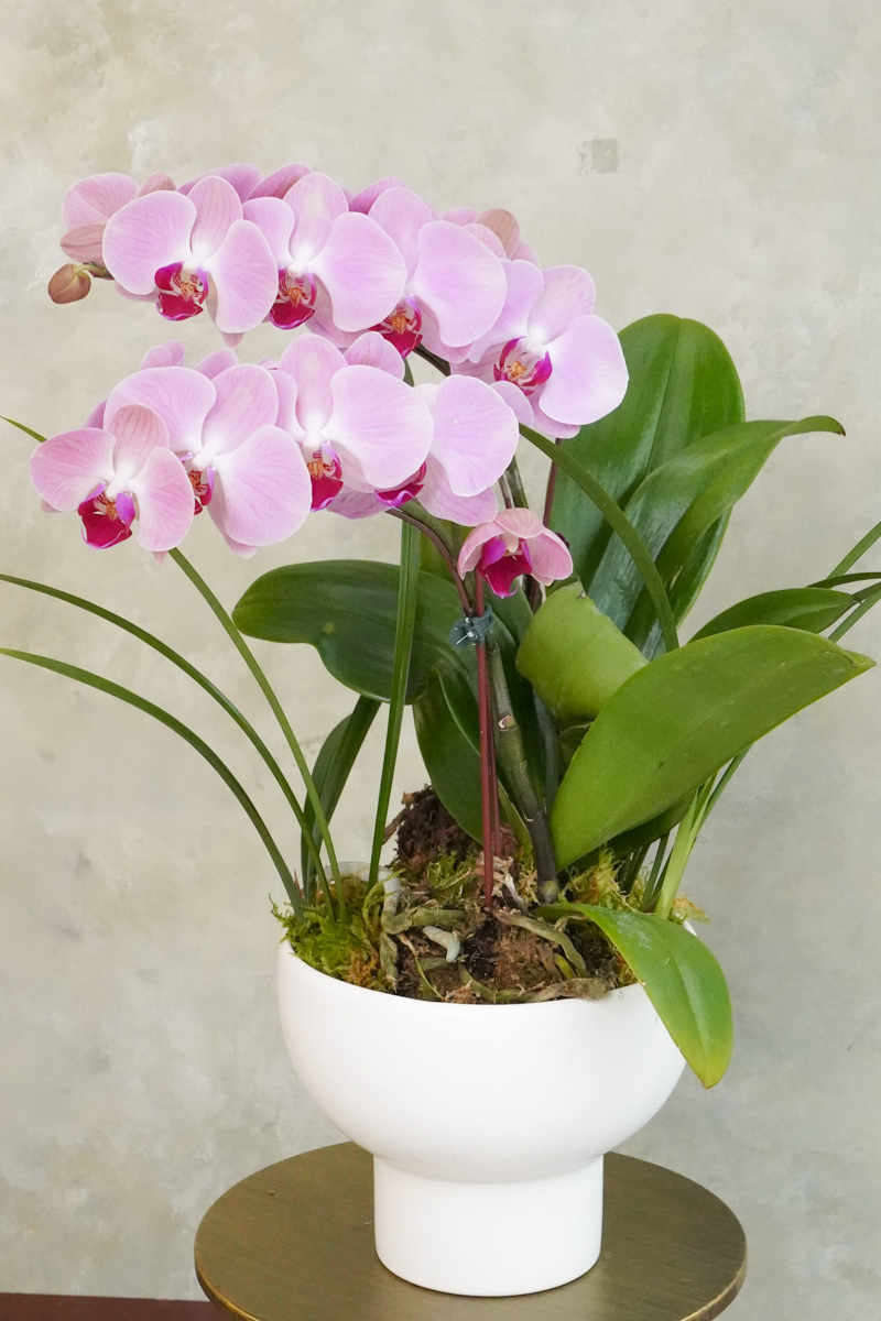 粉色蘭花盆栽,蘭花盆栽推薦,室內蘭花推薦,蘭花外送推薦台北,蝴蝶蘭盆栽推3