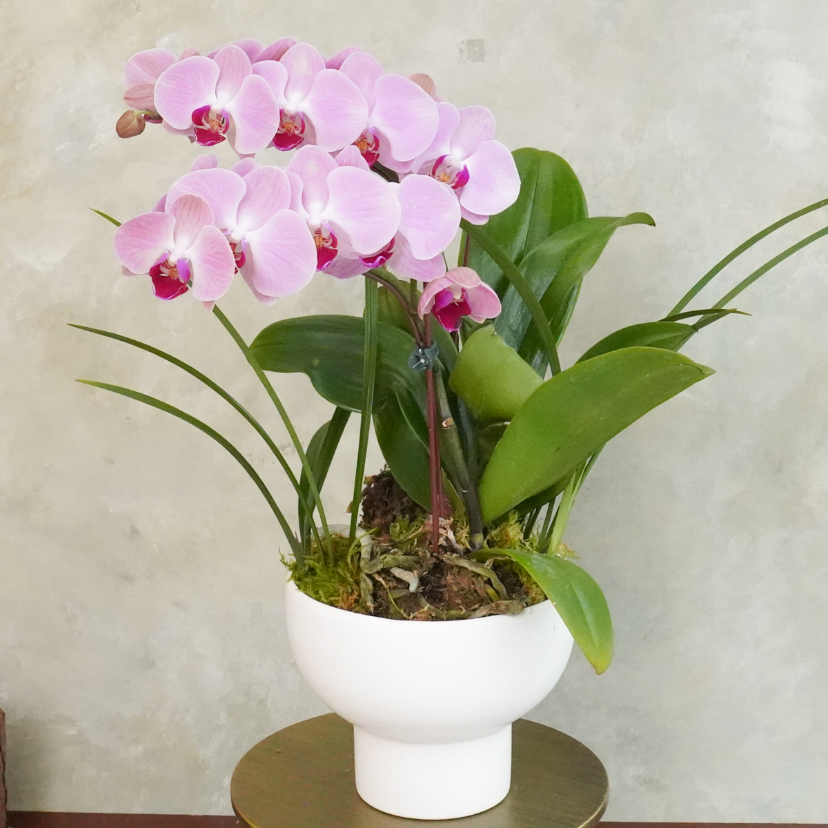 粉色蘭花,蘭花盆栽推薦,市內蘭花推薦,蘭花外送推薦台北,蝴蝶蘭盆栽推薦2