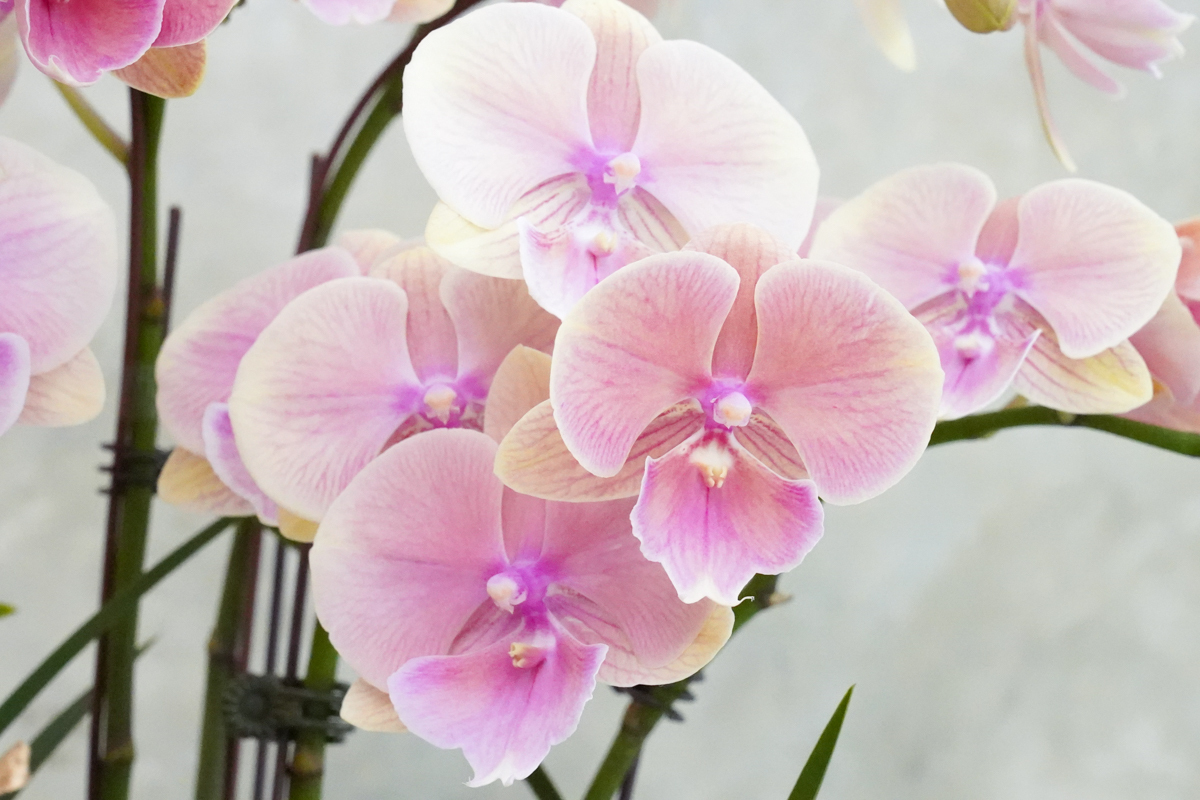 粉色蝴蝶蘭推薦,淡粉色蝴蝶蘭推薦,開幕盆栽推薦,開幕蘭花推薦,開幕蘭花推薦台北,蘭花盆栽粉色外送推薦,花朵特寫