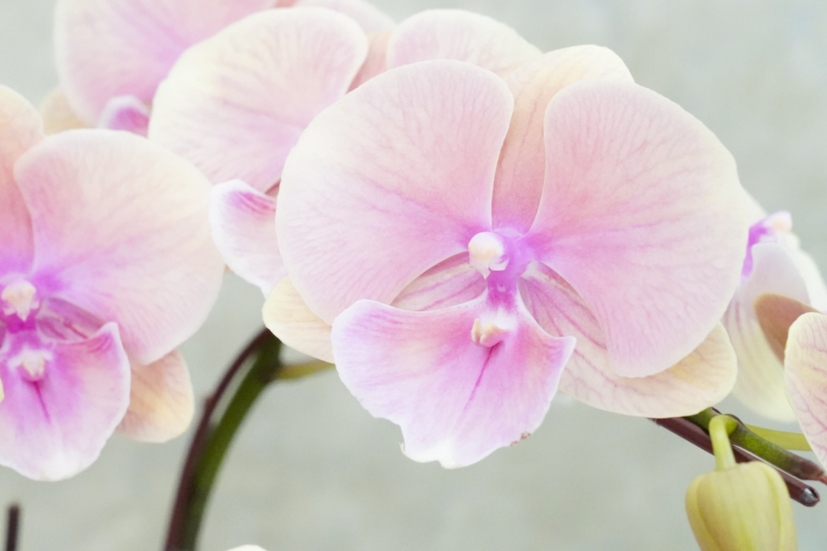 粉色蝴蝶蘭推薦,淡粉色蝴蝶蘭推薦,開幕盆栽推薦,開幕蘭花推薦,開幕蘭花推薦台北,蘭花盆栽粉色外送推薦,花朵特寫3