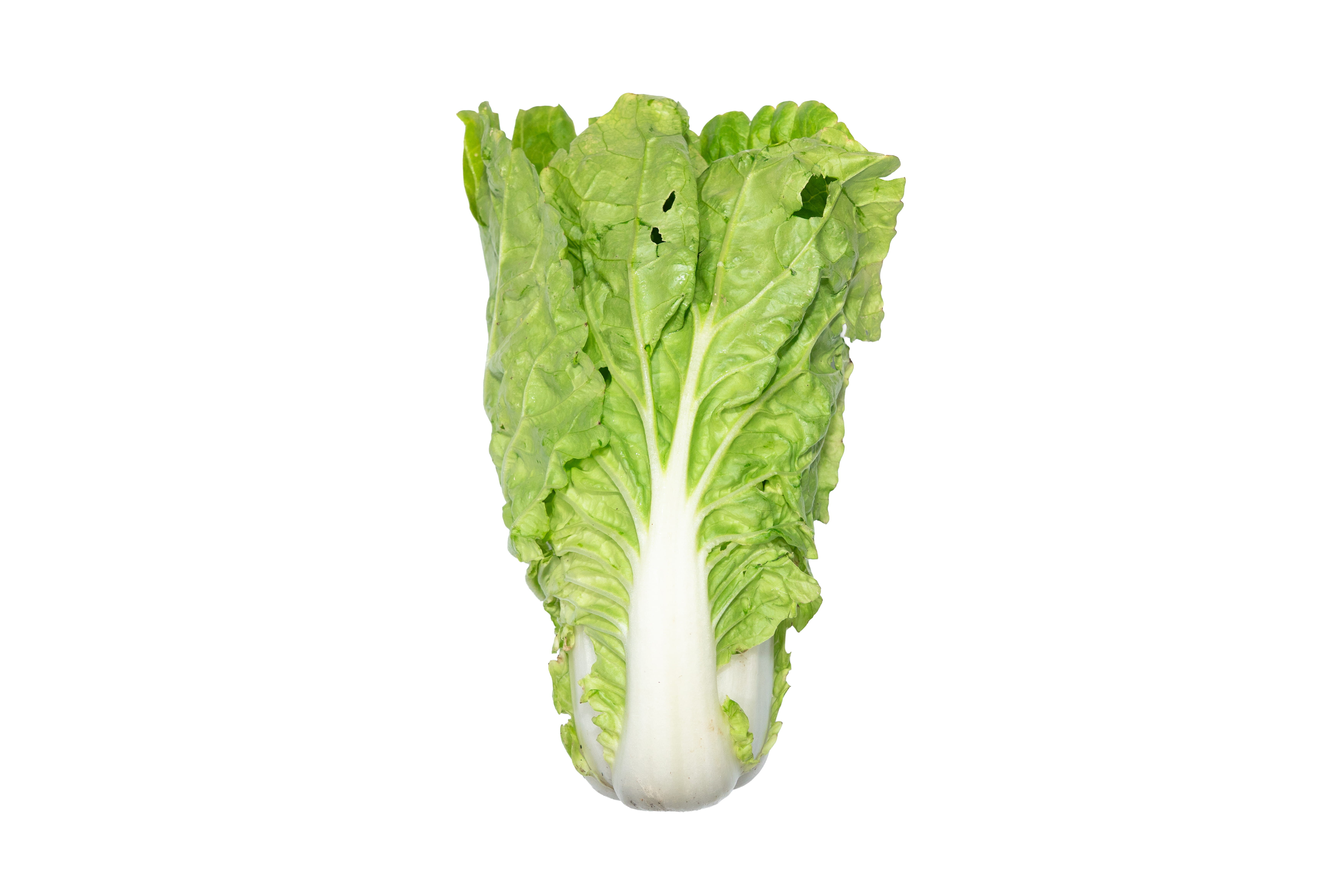 本地有機旺菜 (斤)