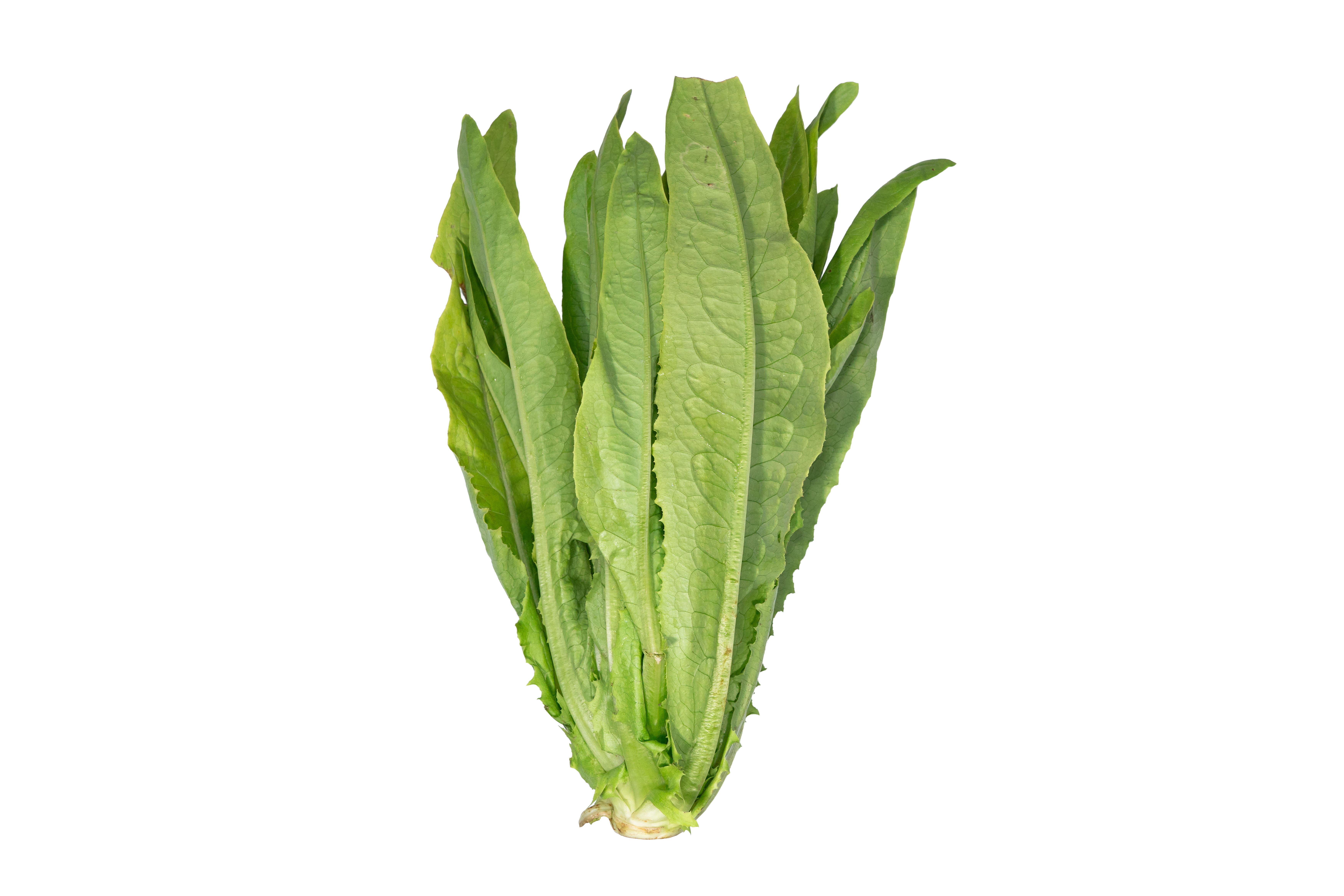 本地有機油麥菜 (斤)