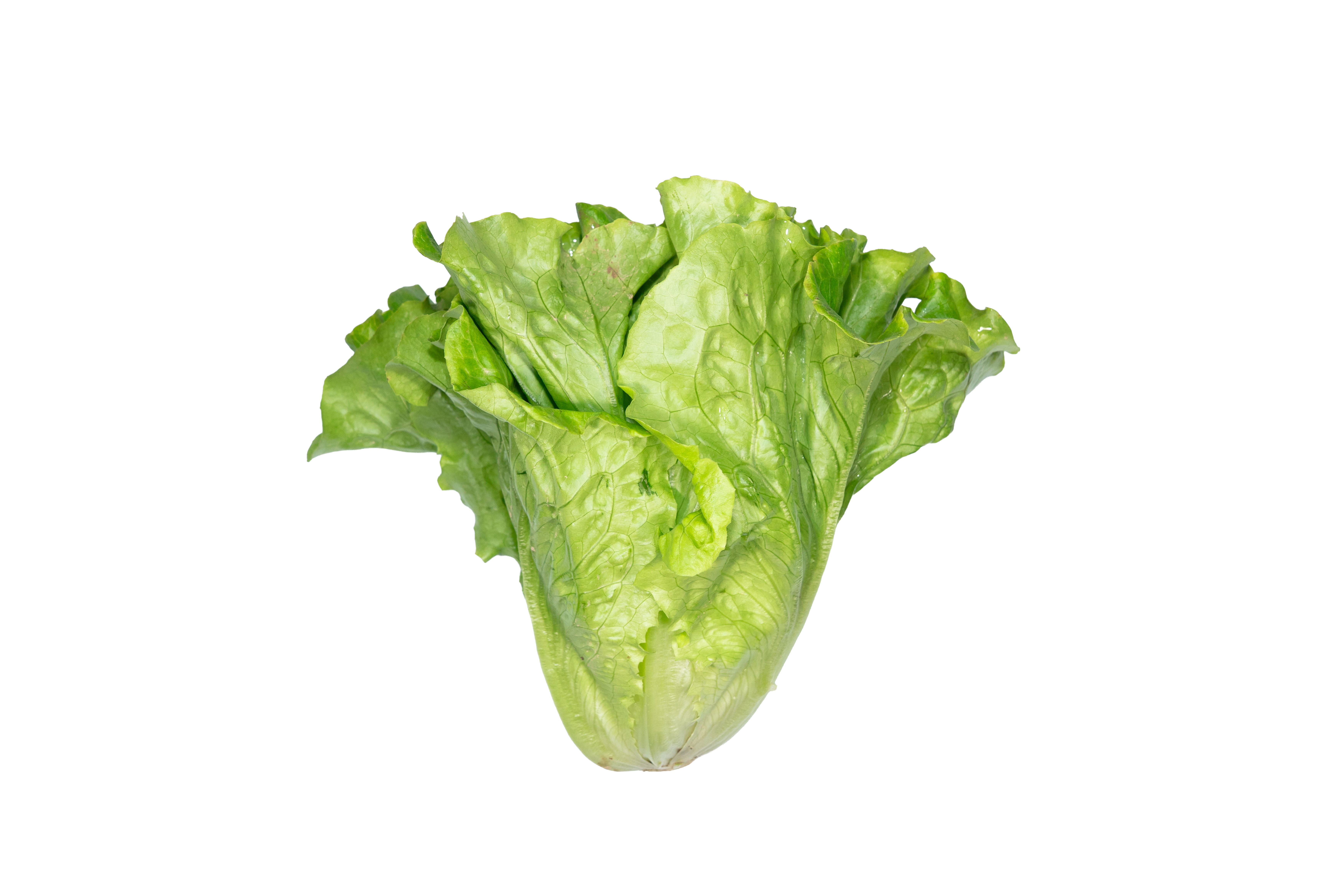 本地有機意大利生菜 (斤)