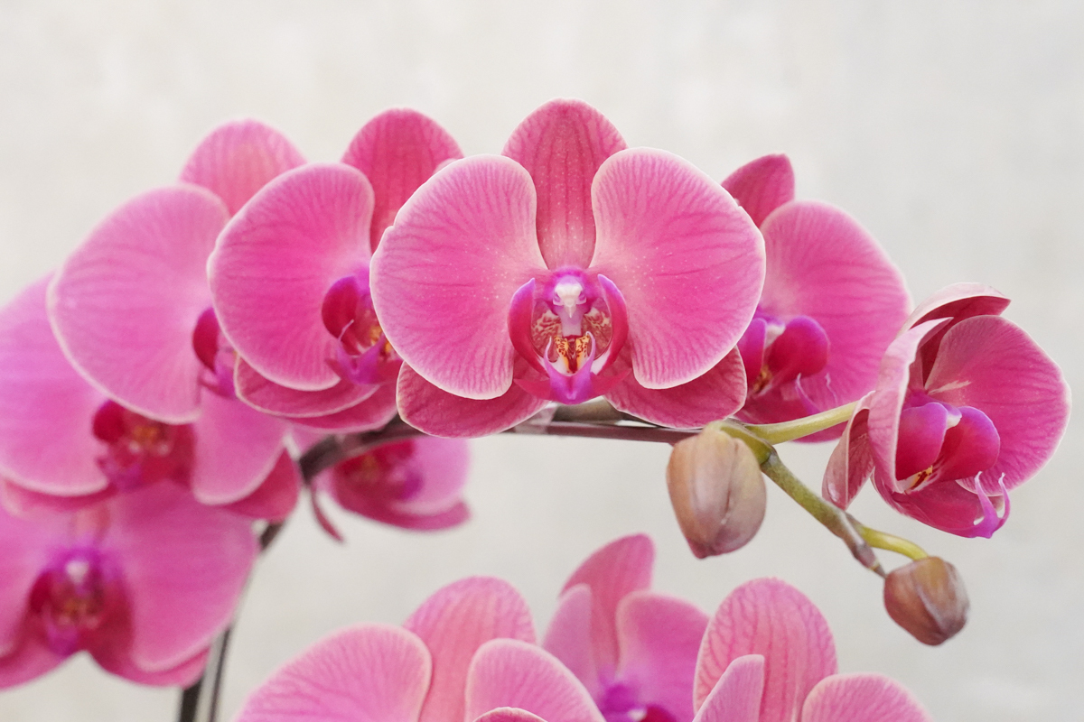蘭花紅色特寫,蘭花外送推薦,蘭花外送台北,台北蘭花外送服務,蘭花推薦台北3