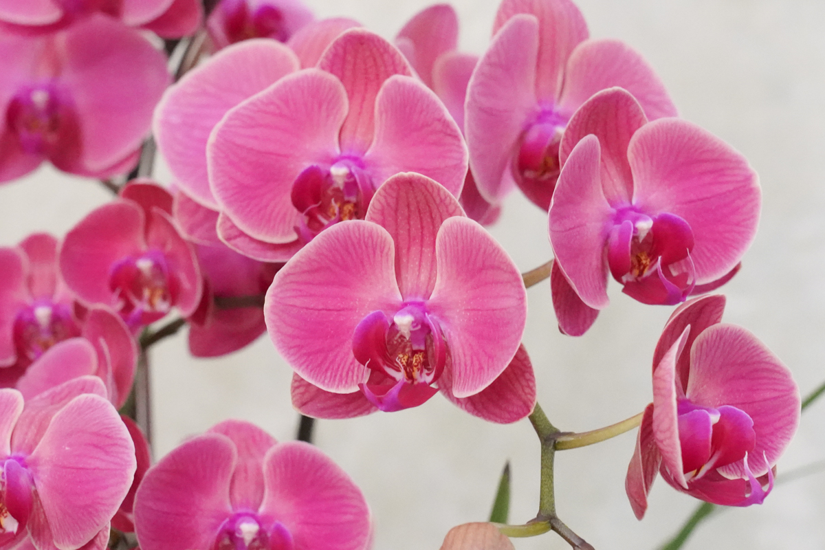 蘭花紅色特寫,蘭花外送推薦,蘭花外送台北,台北蘭花外送服務,蘭花推薦台北34