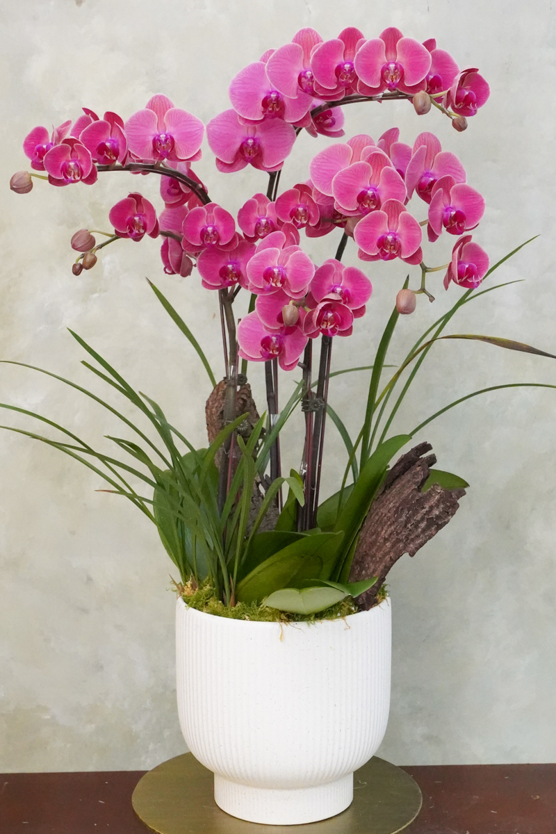 蘭花紅色特寫,蘭花外送推薦,蘭花外送台北,台北蘭花外送服務,蘭花推薦台北2