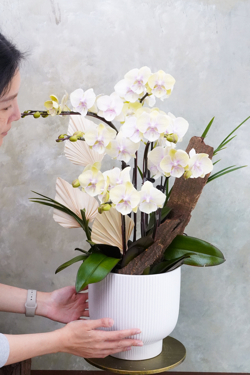 黃色蝴蝶蘭外送,台北蝴蝶蘭外送推薦,蝴蝶蘭推薦,蘭花推薦台北