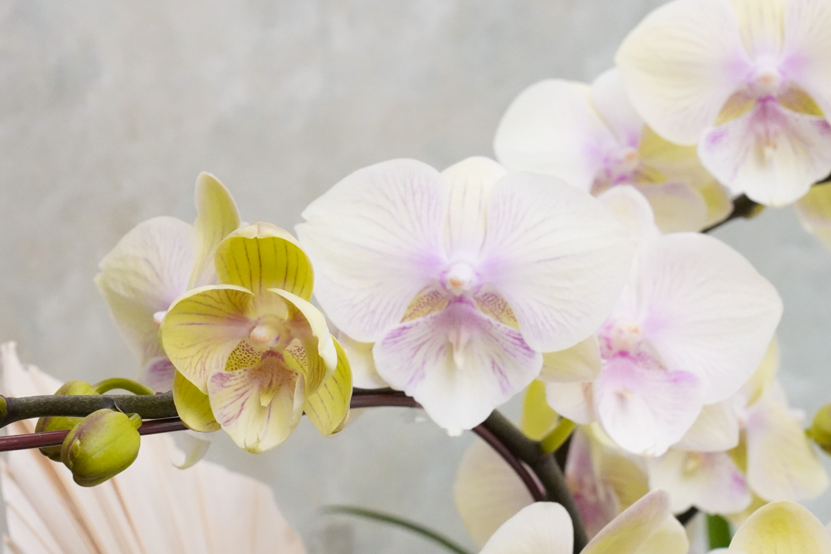 黃色蝴蝶蘭外送,台北蝴蝶蘭外送推薦,蝴蝶蘭推薦,蘭花推薦台北2