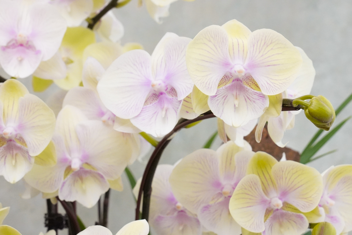 黃色蝴蝶蘭外送,台北蝴蝶蘭外送推薦,蝴蝶蘭推薦,蘭花推薦台北1