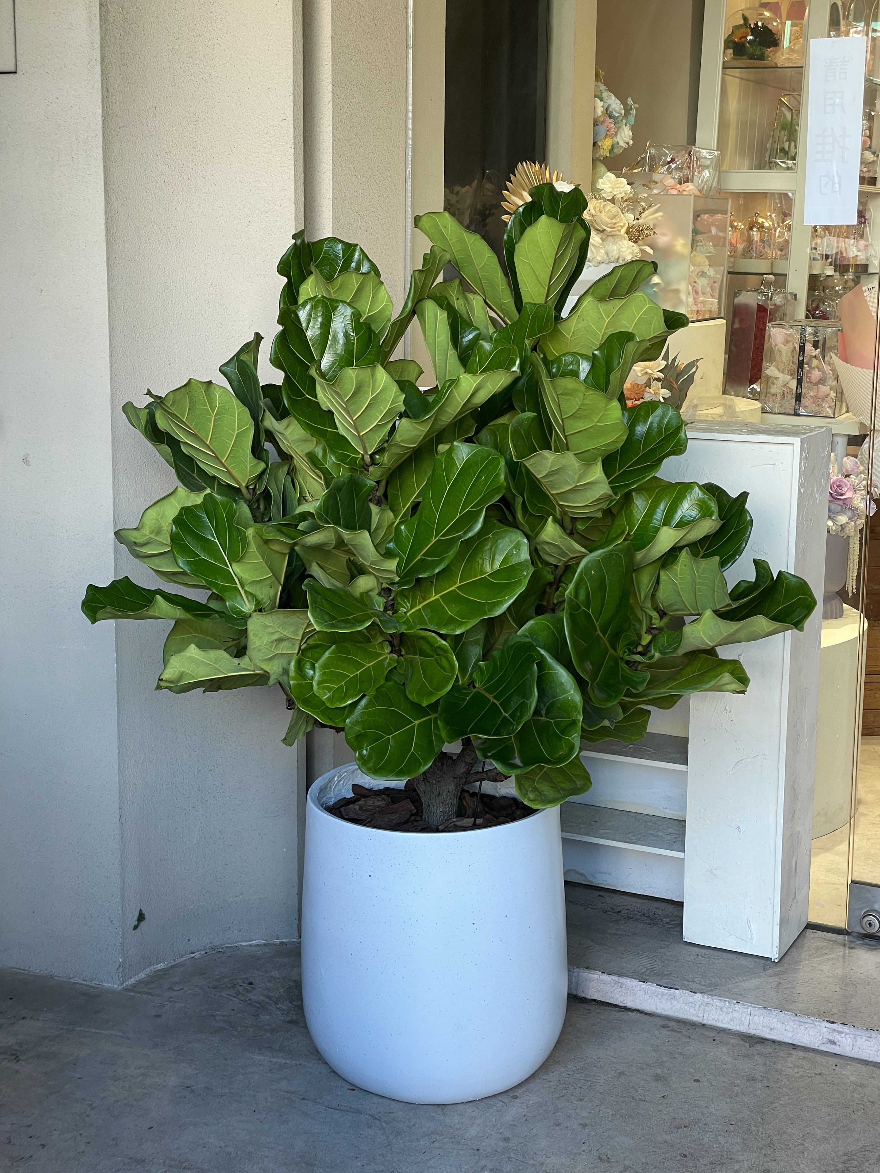 【現貨】琴葉榕-03