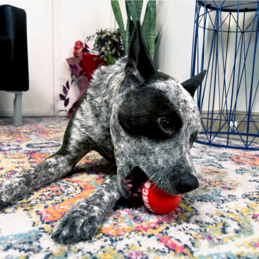 KONG | 經典彈跳球