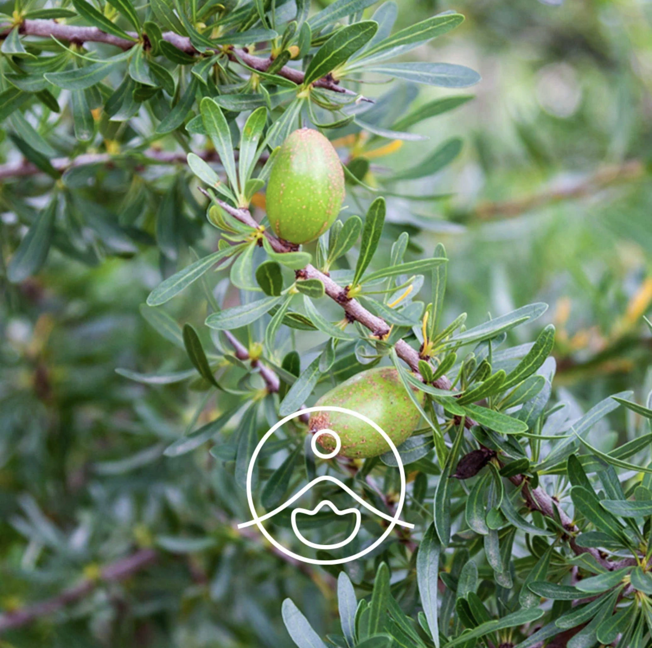 有機摩洛哥堅果油 - Florihana