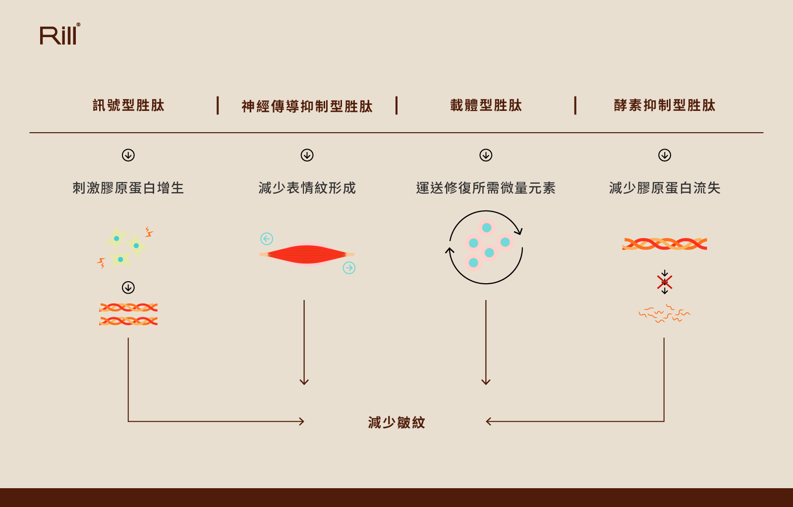 胜肽是什麼?添加於抗老乳霜的成分