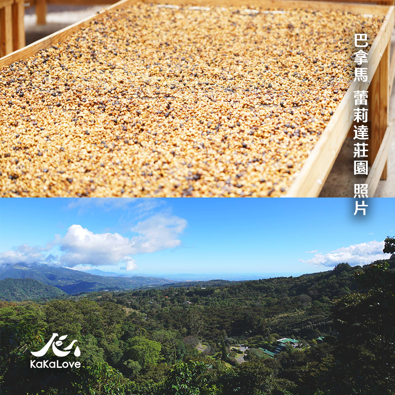 巴拿馬 水洗 波奎特 蕾莉達莊園 紅玉谷 卡杜艾