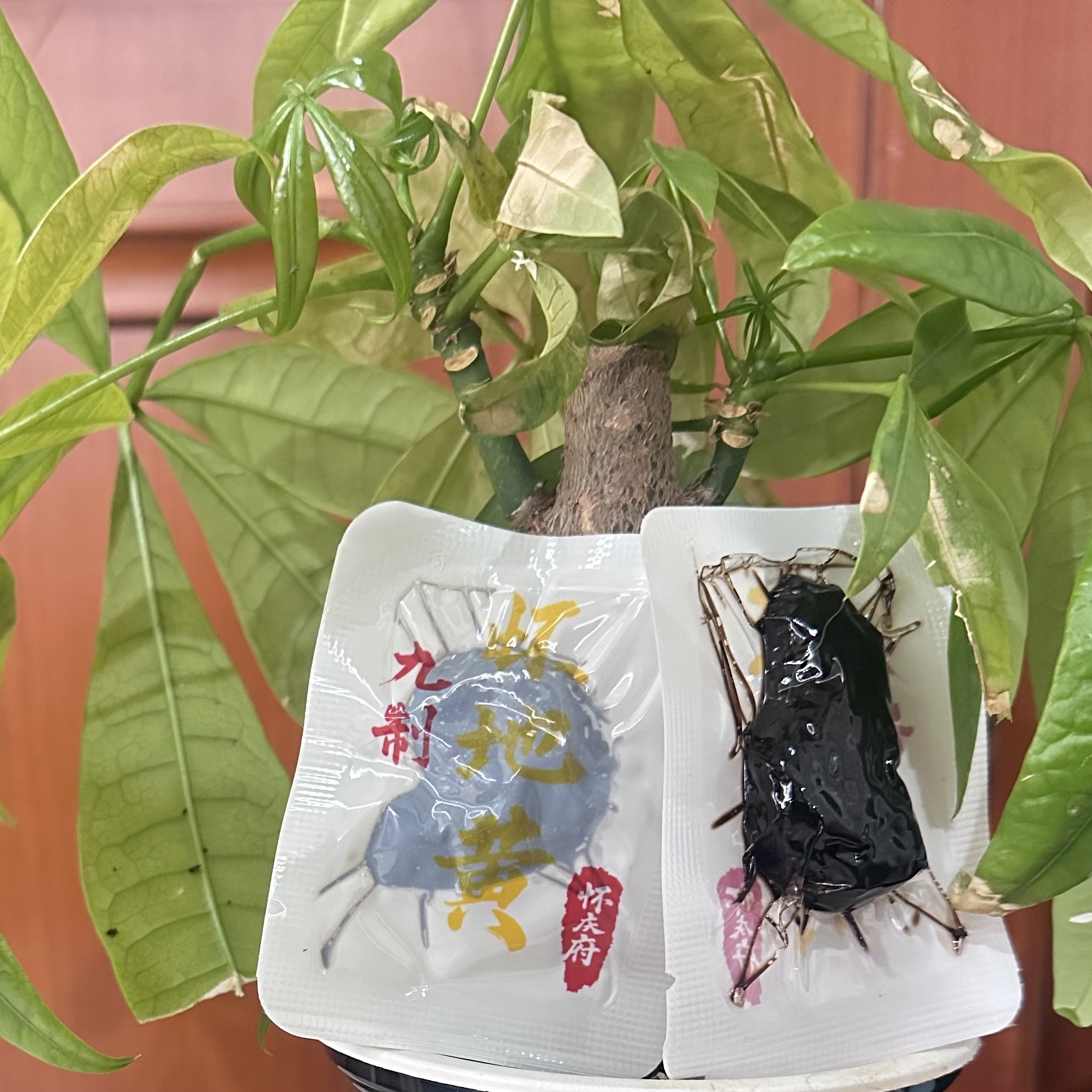 0312WX19-五行營養WX-无添加零食养生丸子系列-九蒸九曬懷地黃250克/瓶(A19)