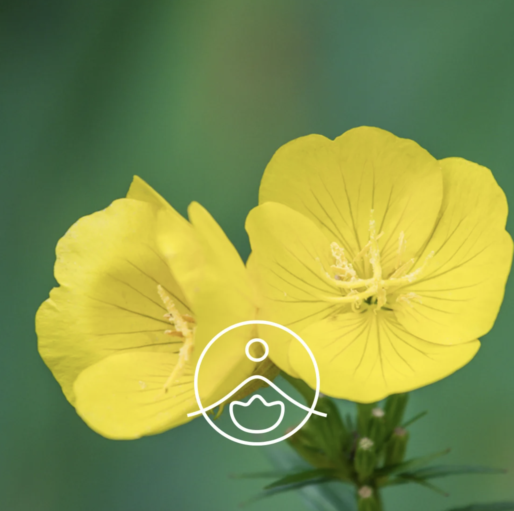 有機月見草油 - Florihana