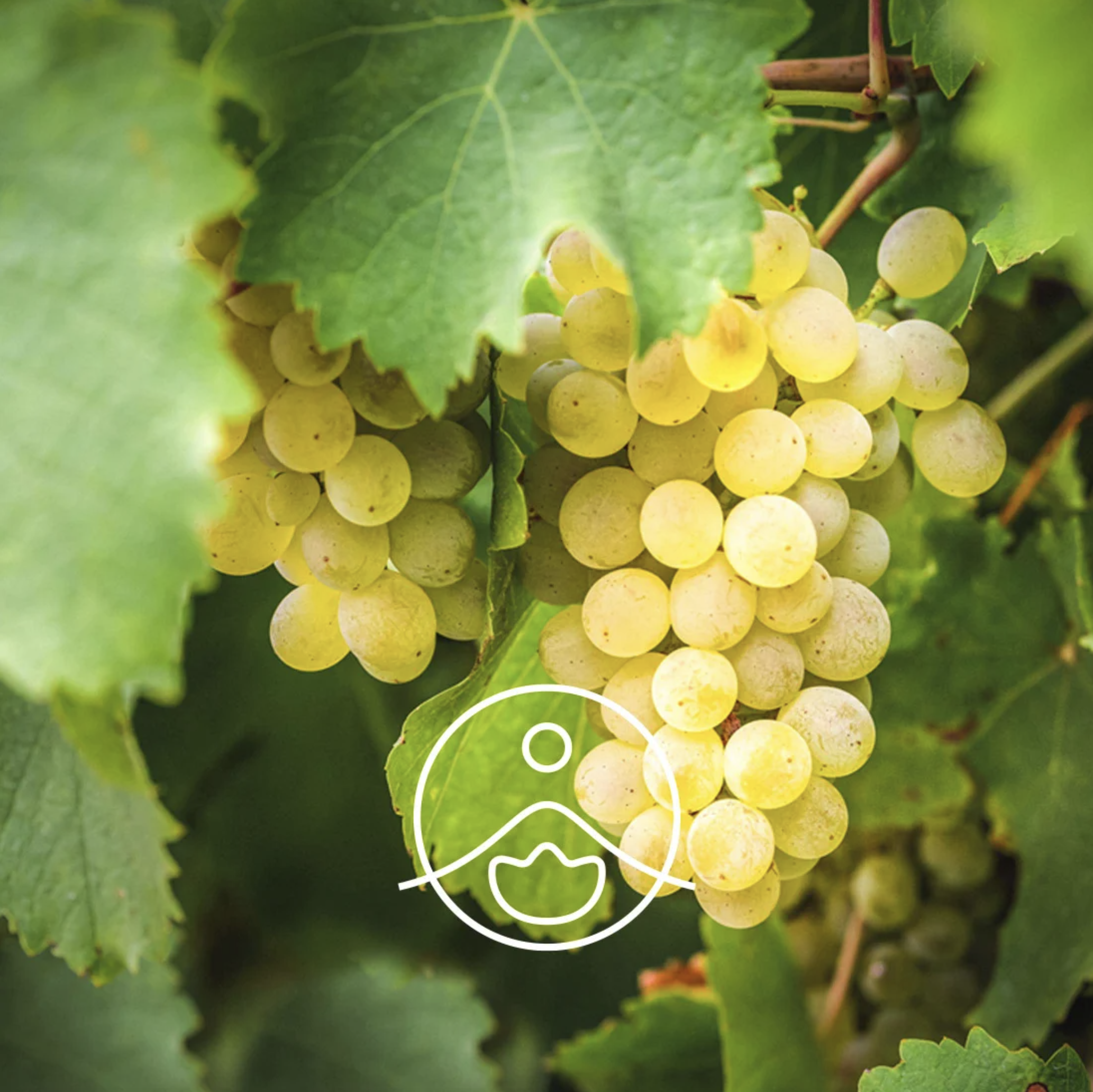 有機葡萄籽油 - Florihana