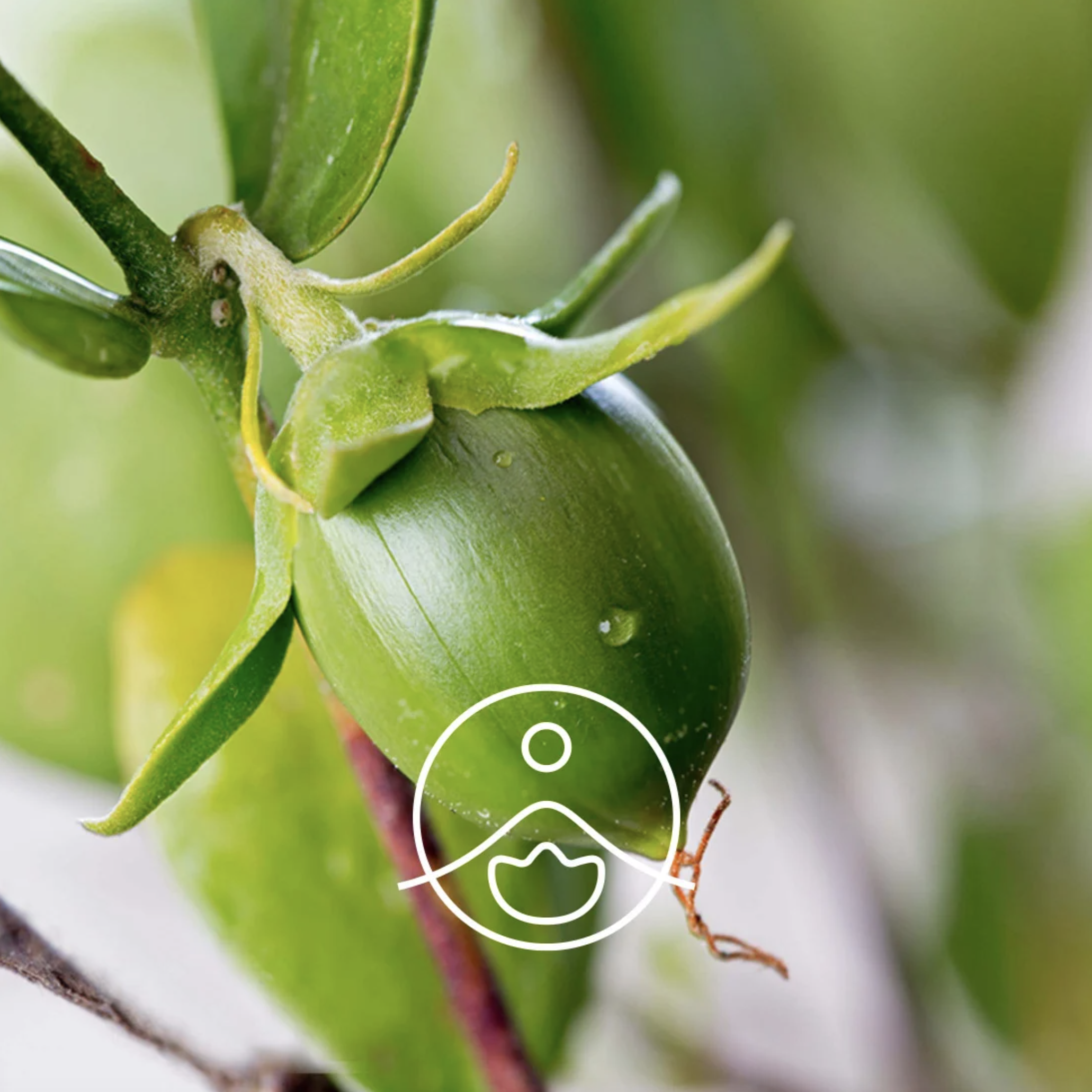 有機荷荷巴油 - Florihana