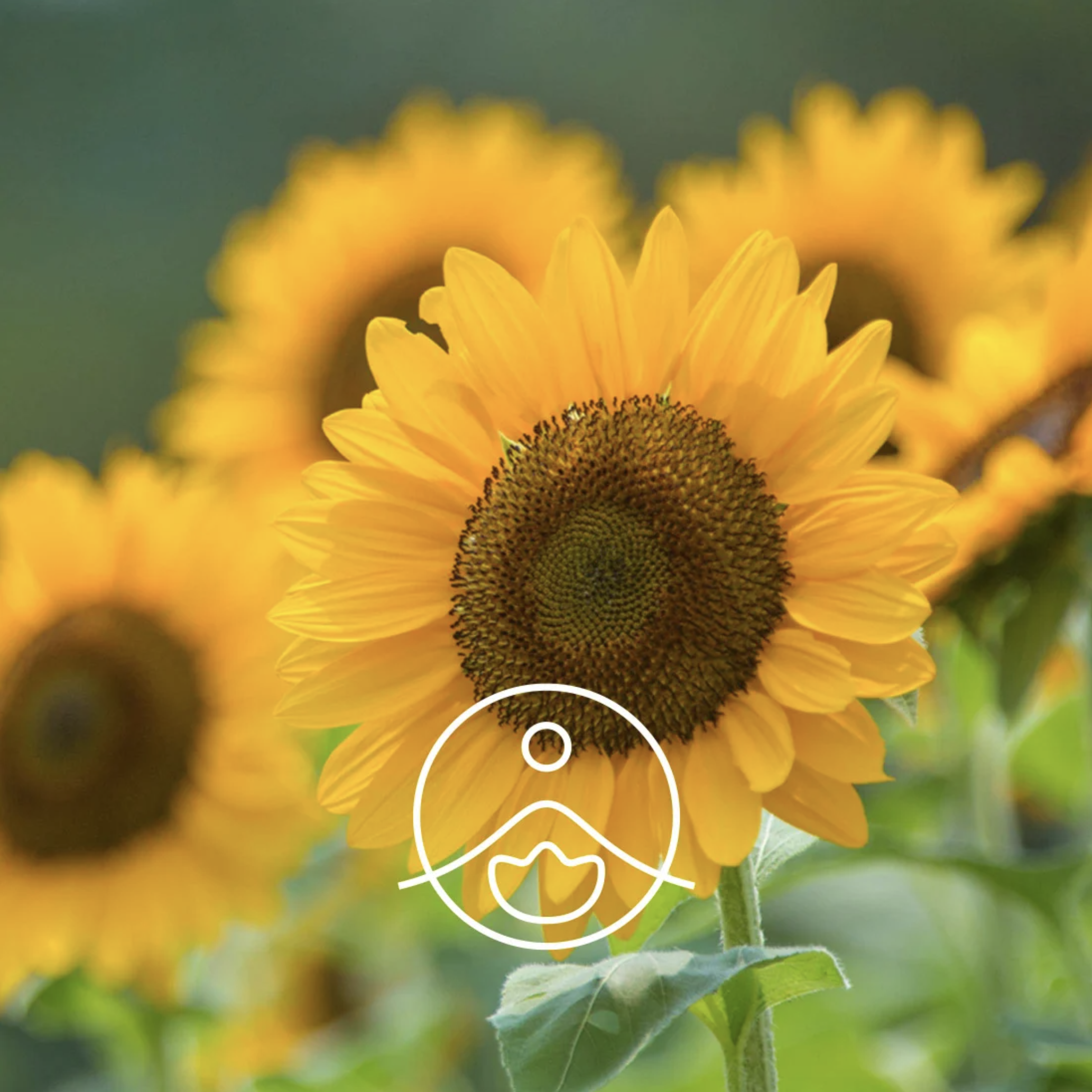 有機葵花籽油 - Florihana