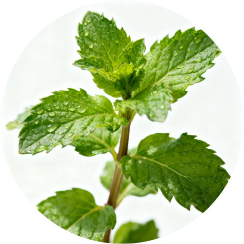 有機認證薄荷精油