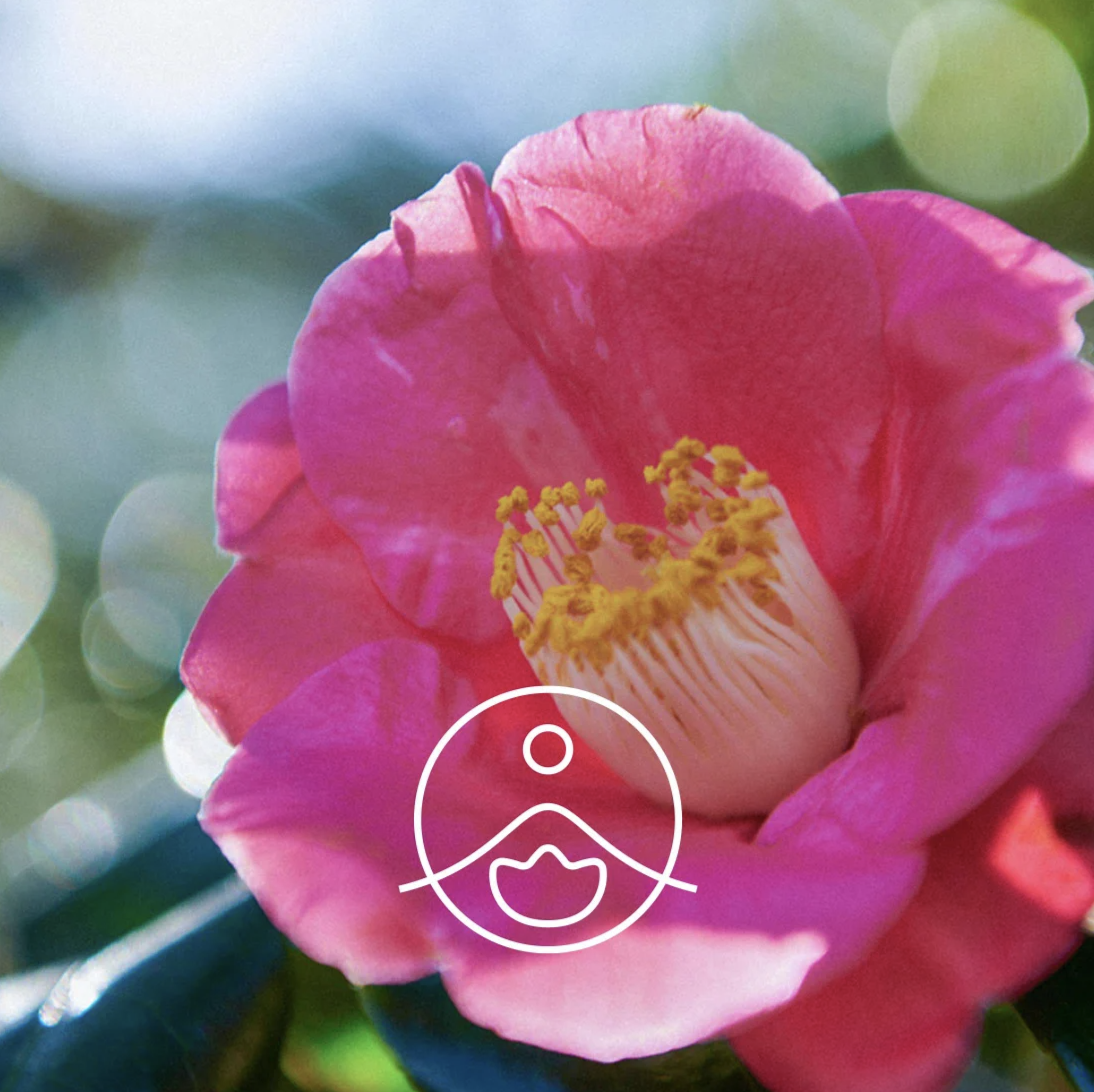 有機山茶花籽油 - Florihana