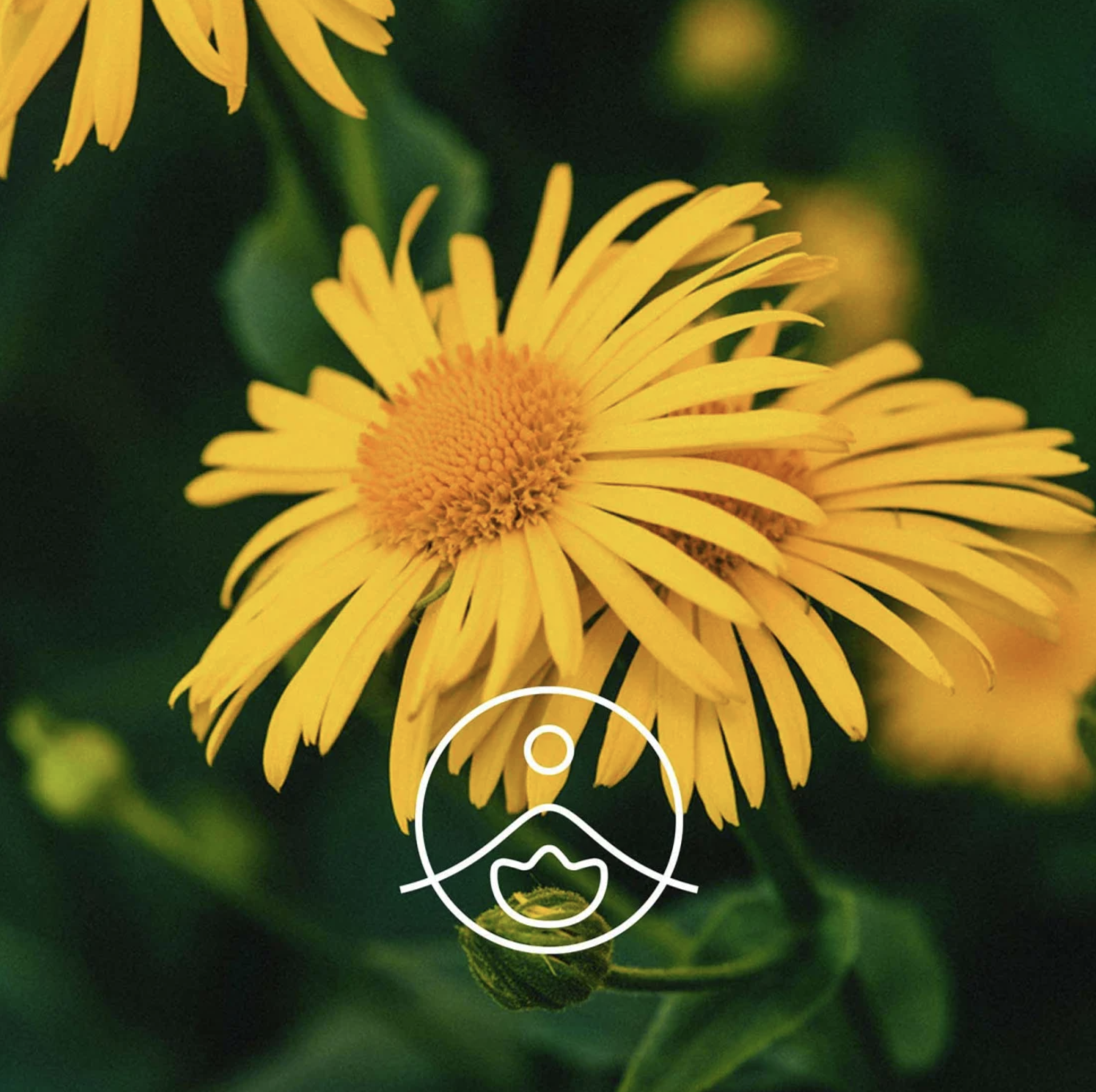 有機山金車油 - Florihana