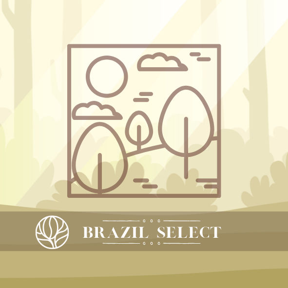 雨林曙光｜濾掛｜10包入