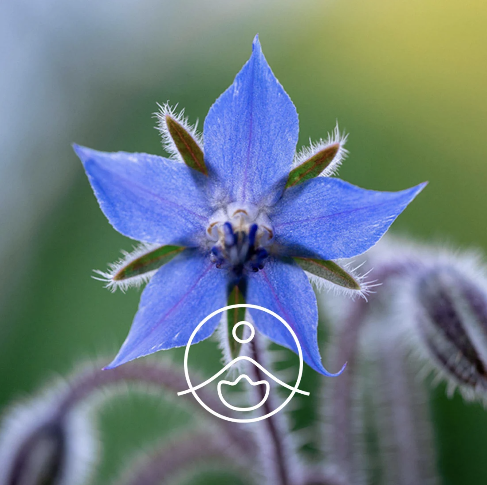 有機琉璃苣油 - Florihana