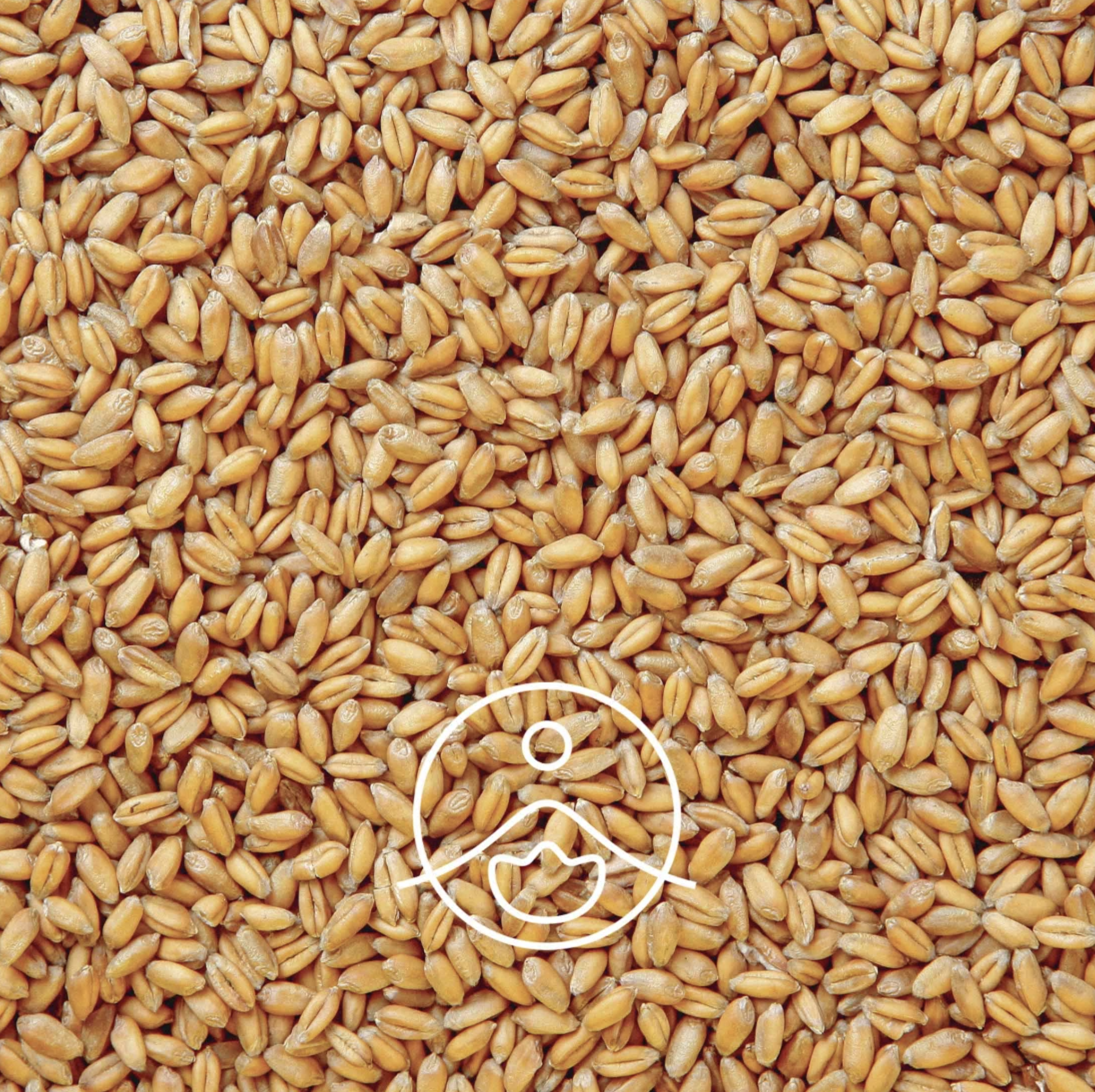 小麥胚芽油 - Florihana