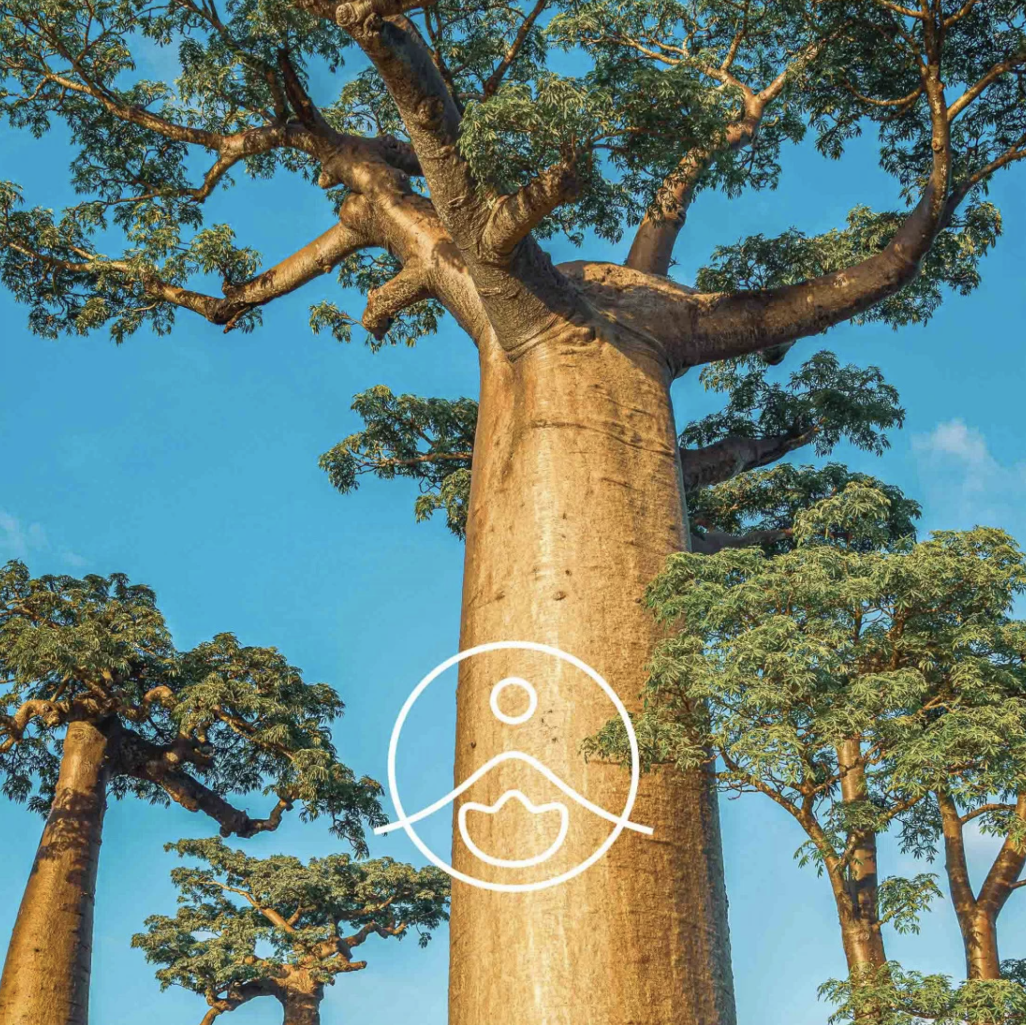 猴麵包樹油 - Florihana