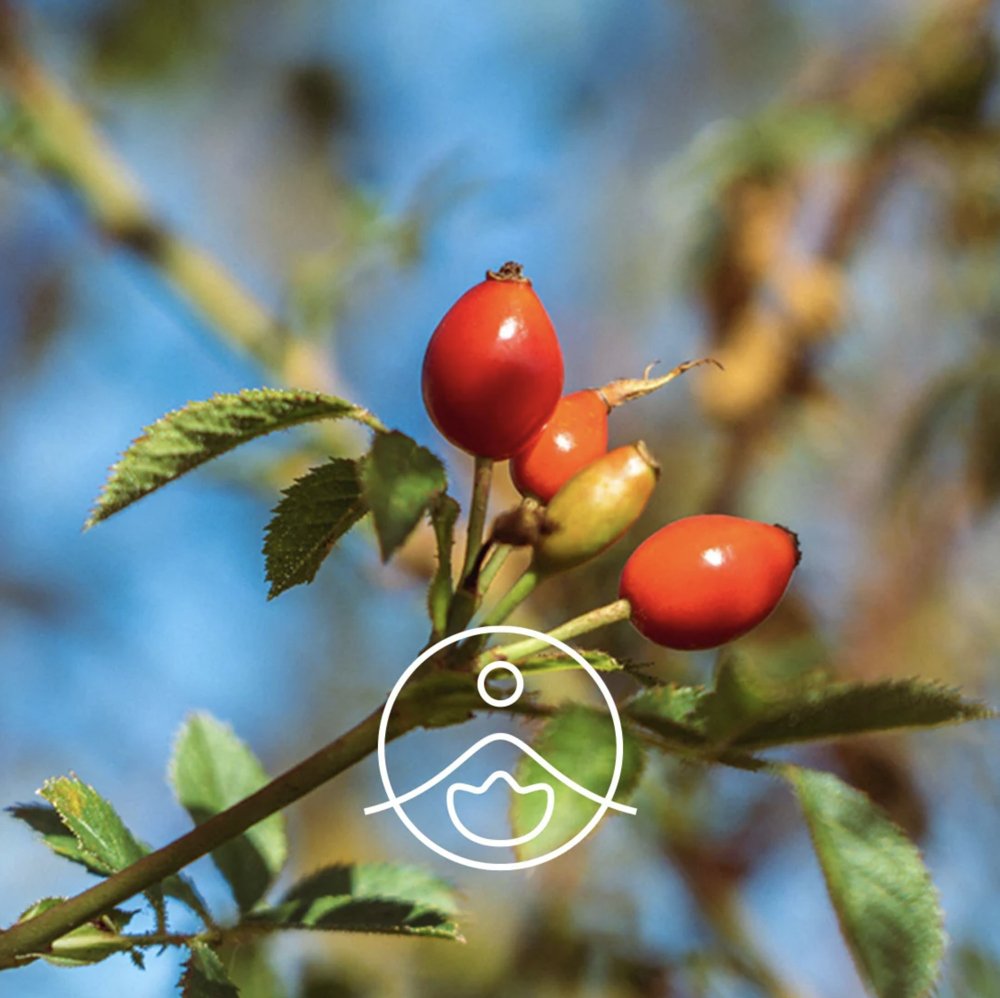 有機玫瑰果油 - Florihana